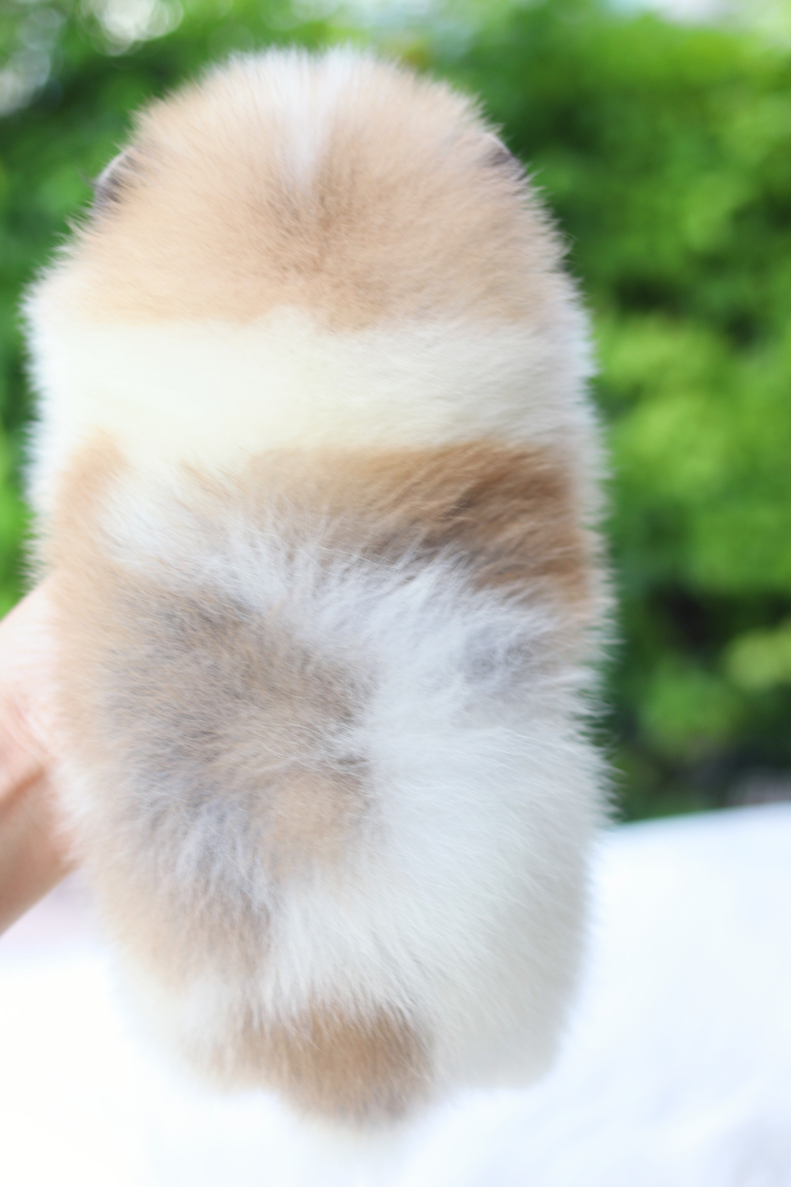 ปอมเมอเรเนียน เพศผู้สีแฟนซี