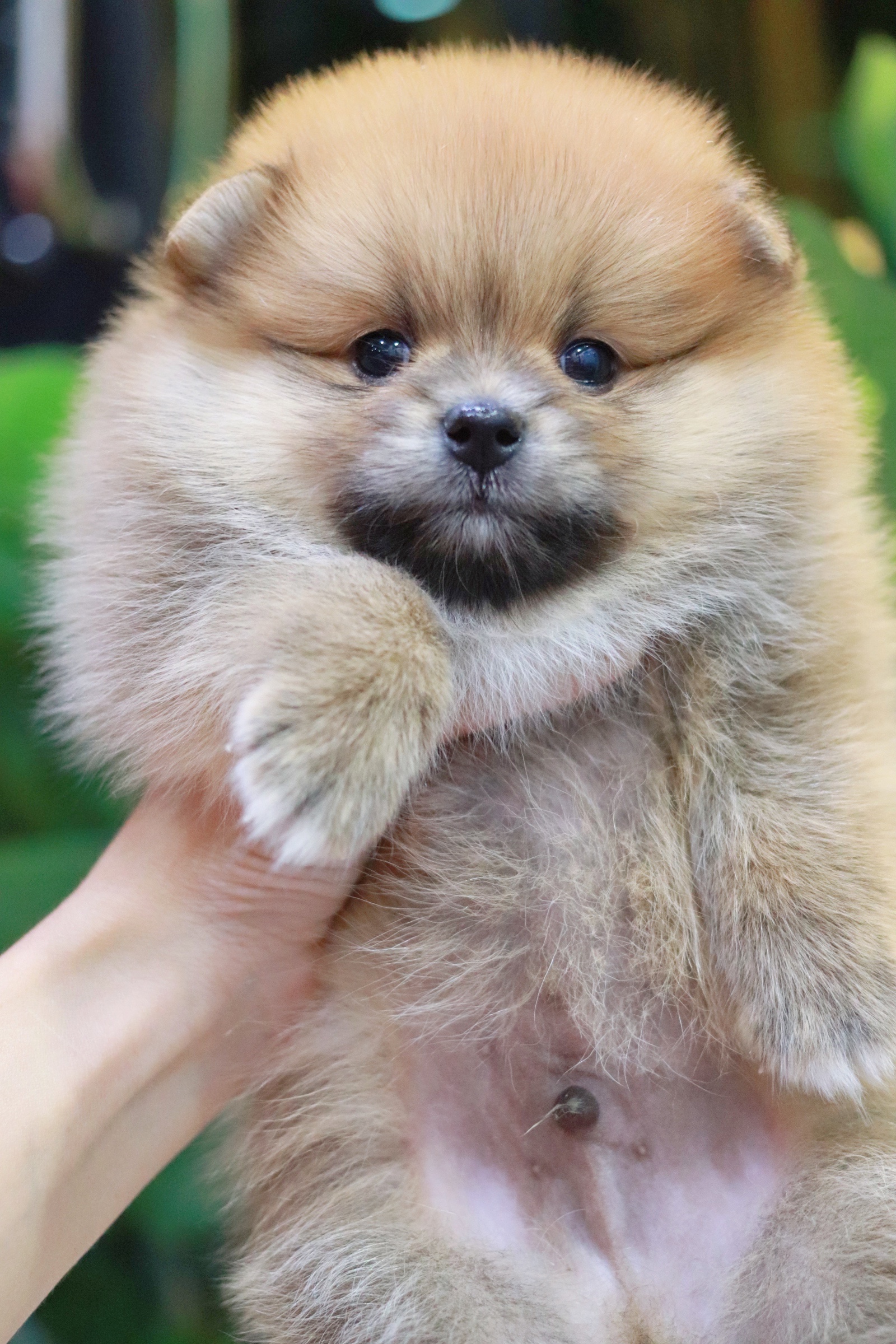 ปอมเมอเรเนียน เพศผู้สีส้ม