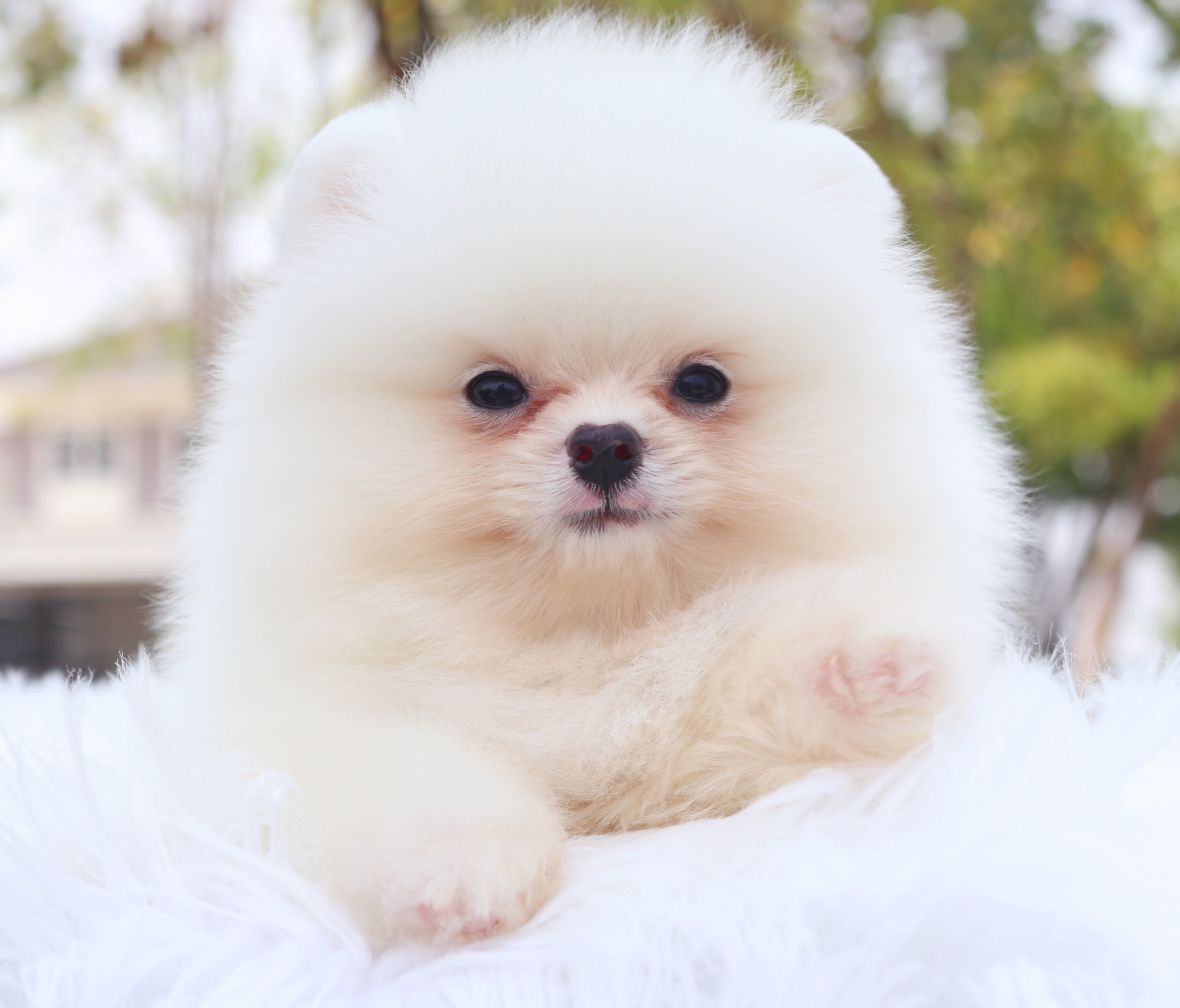 ปอมเมอเรเนียน เพศผู้สีขาวครีม