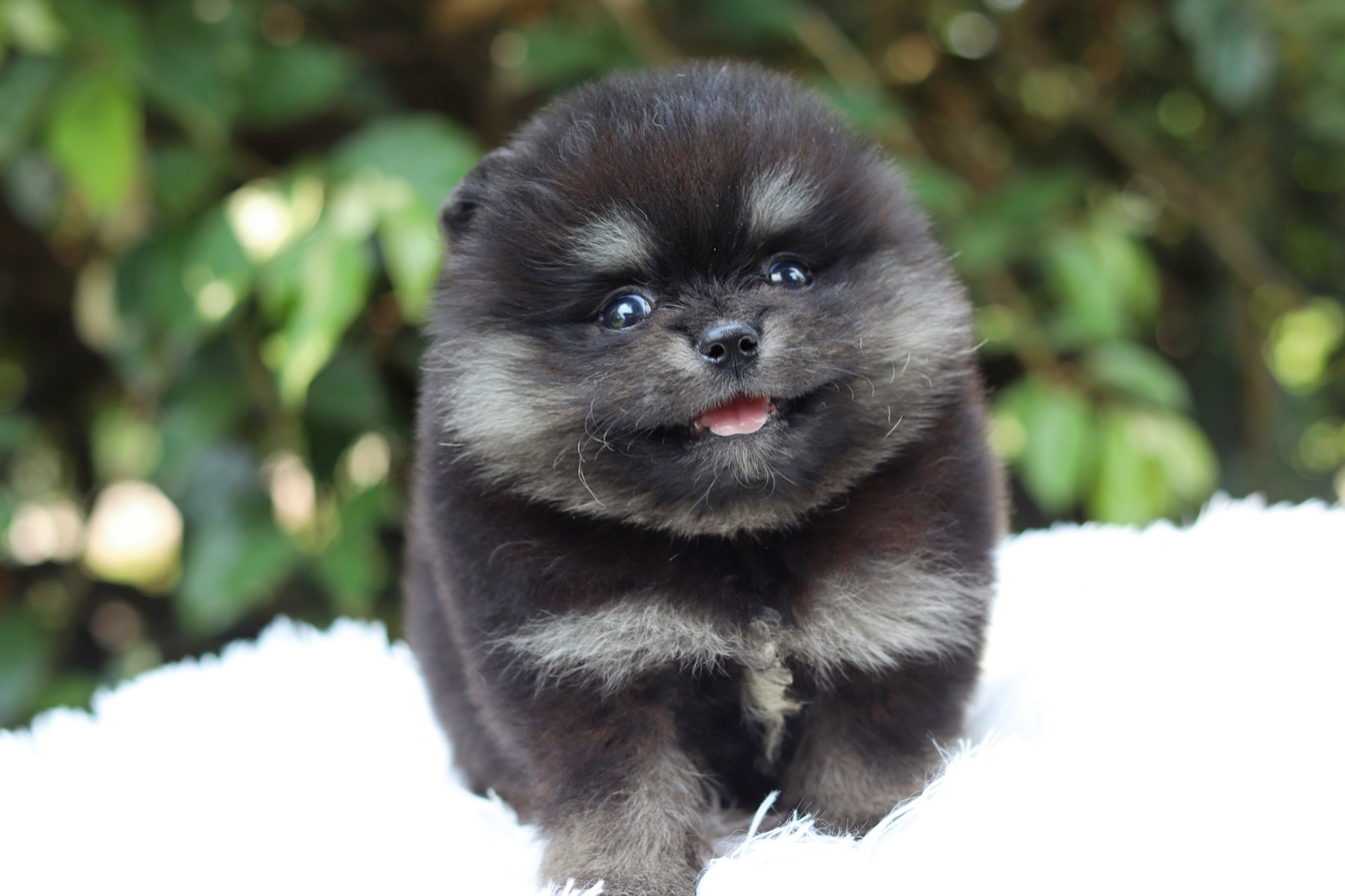 ปอมเมอเรเนียน เพศผู้แบล็คแทน