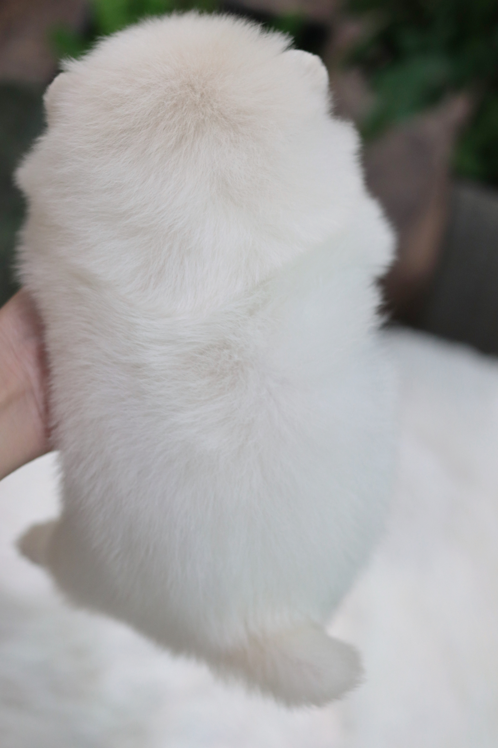 ปอมเมอเรเนียน เพศเมีย สีขาว