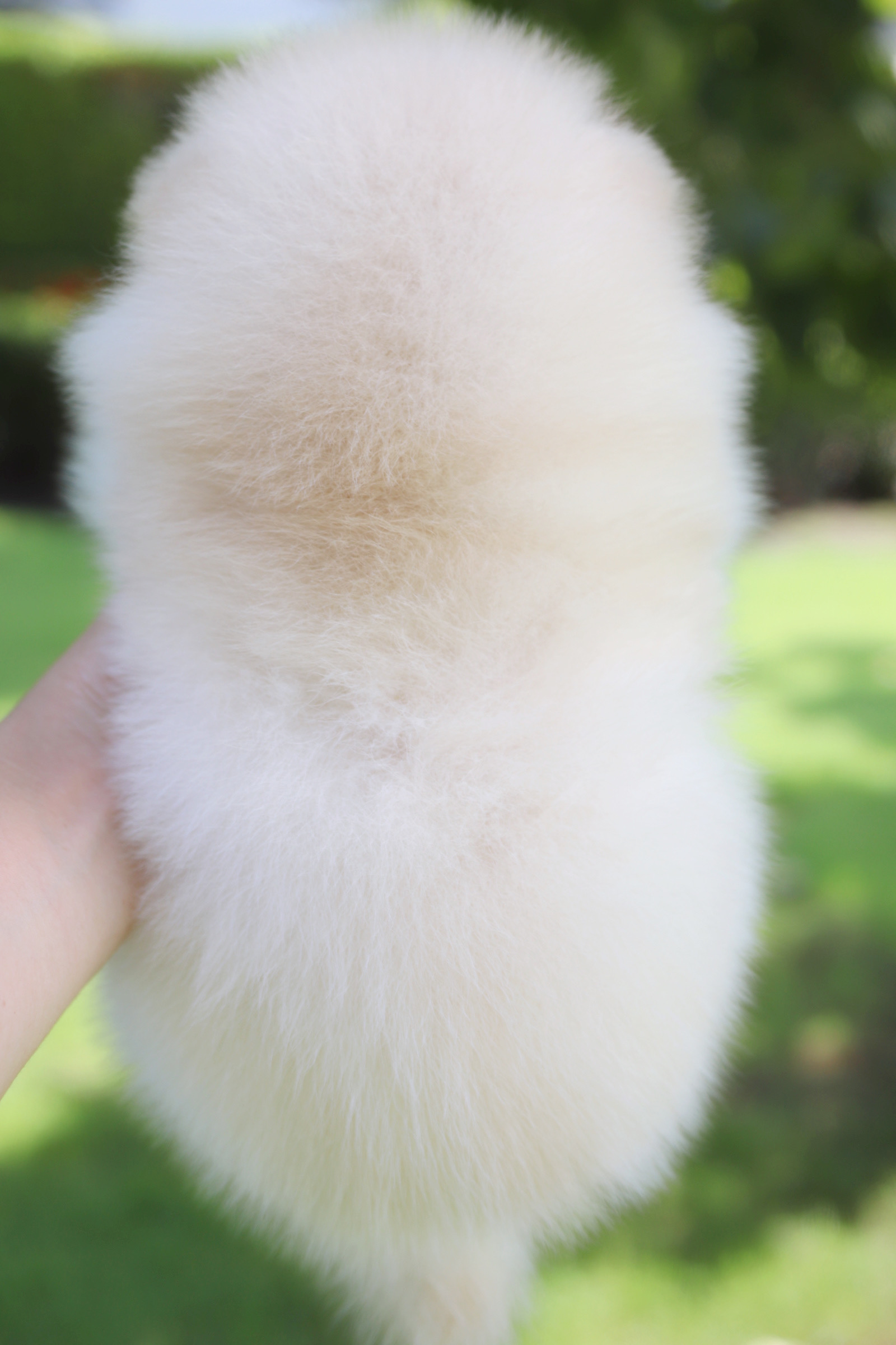 ปอมเมอเรเนียน เพศเมียสีครีม