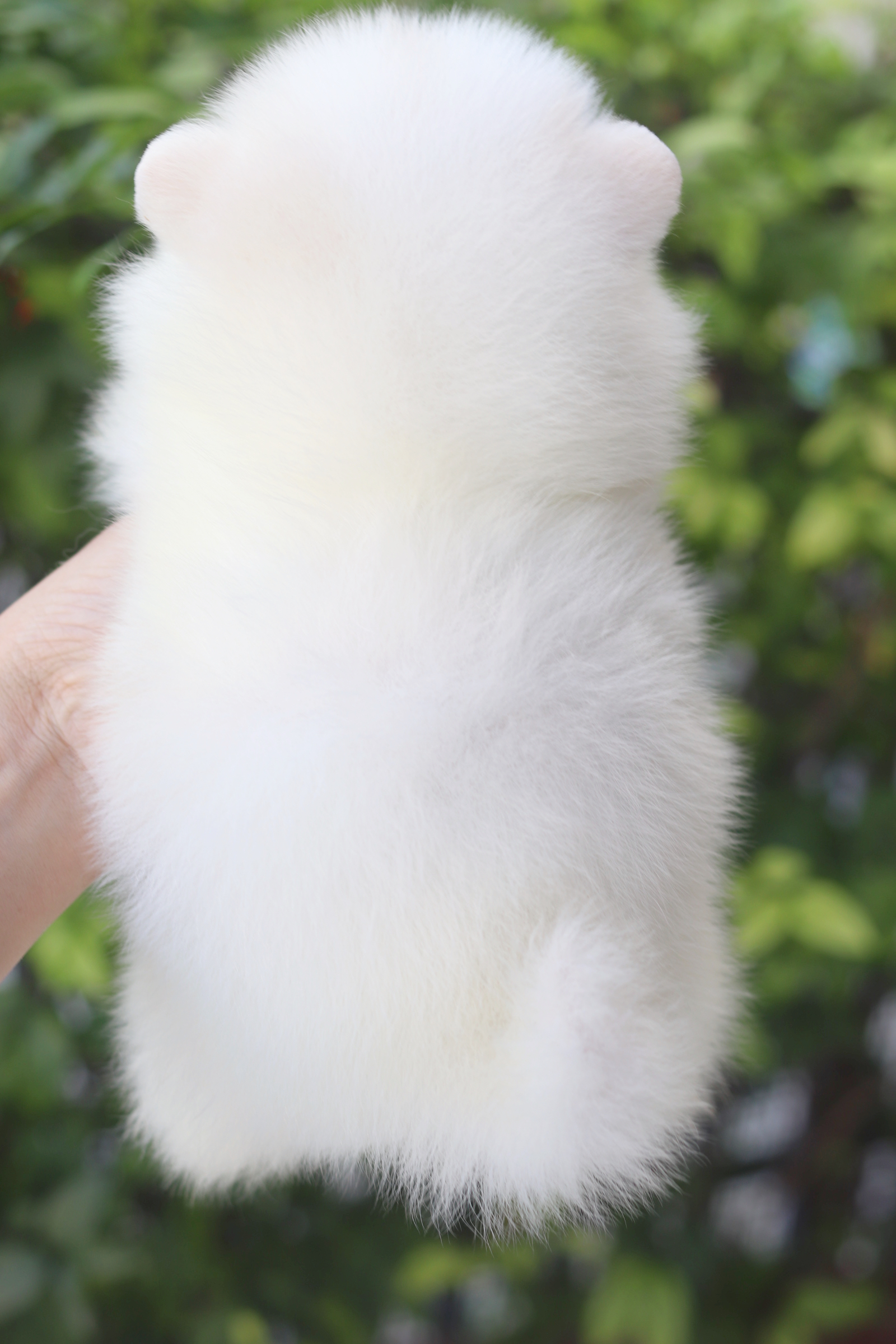 ปอมเมอเรเนียน เพศเมียสีขาวครีม