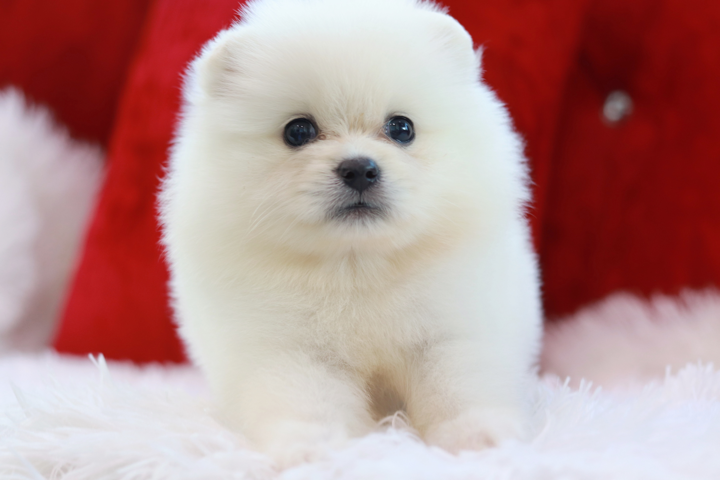 ปอมเมอเรเนียน เพศเมียหน้าฟ็อกสีขาวขนแน่นๆ