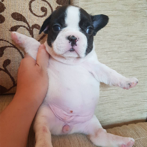 เฟรนช์บูลด็อก ขาวดำ เกรดคุณภาพ