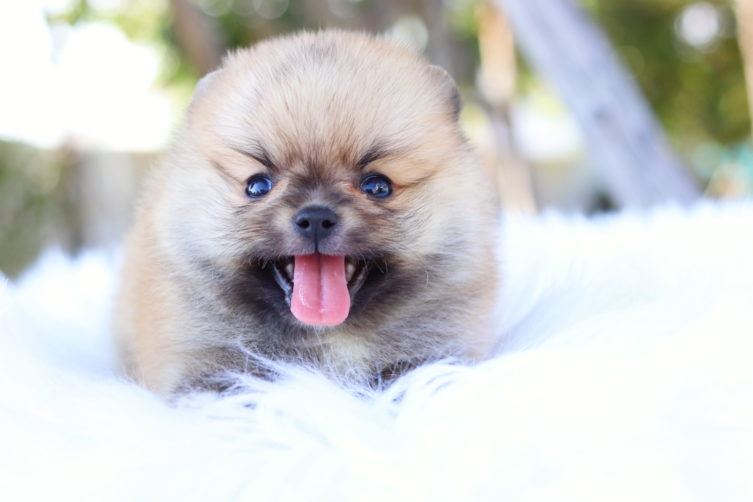 ปอมเมอเรเนียน เพศผู้ สีส้ม