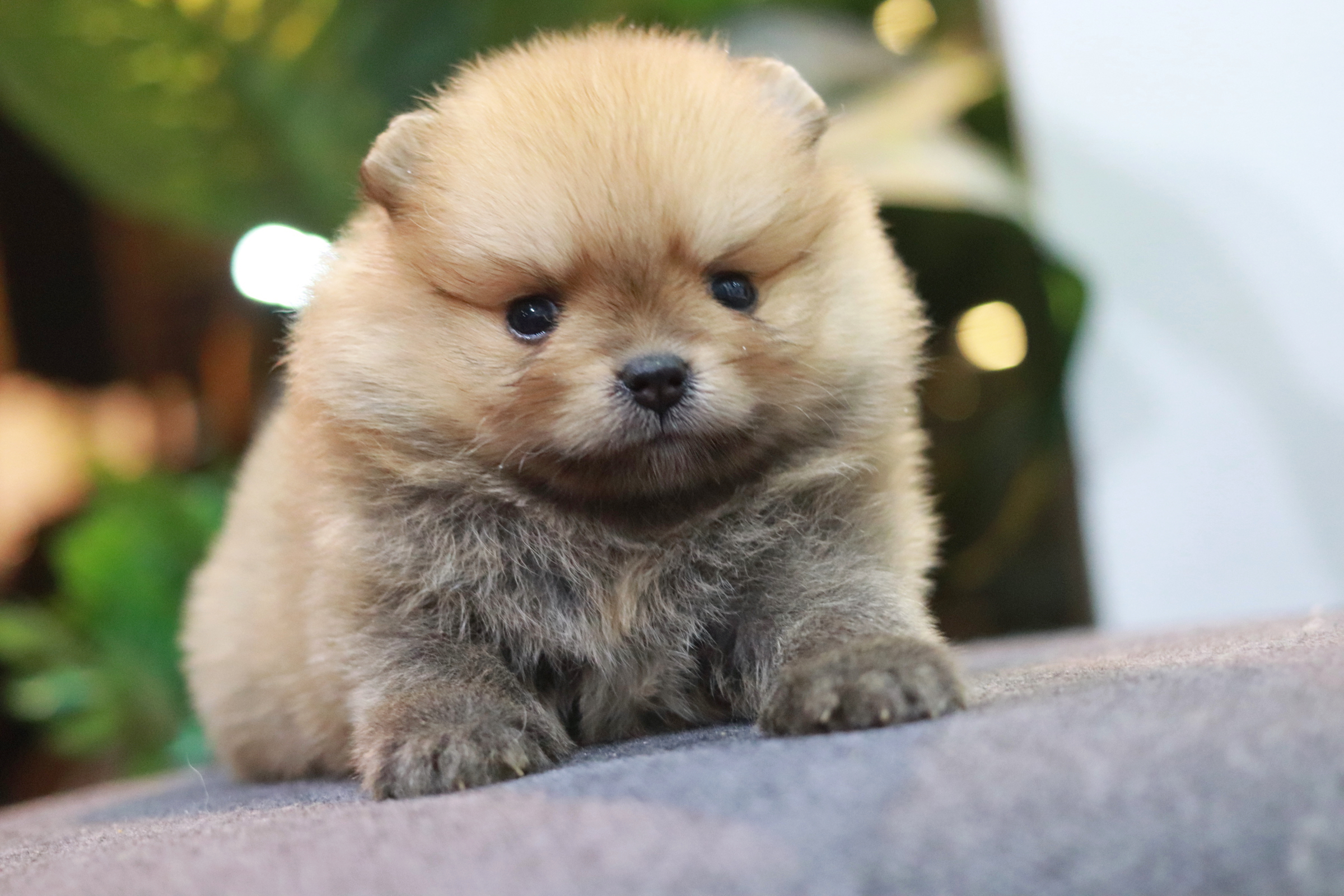 ปอมเมอเรเนียน เพศผู้