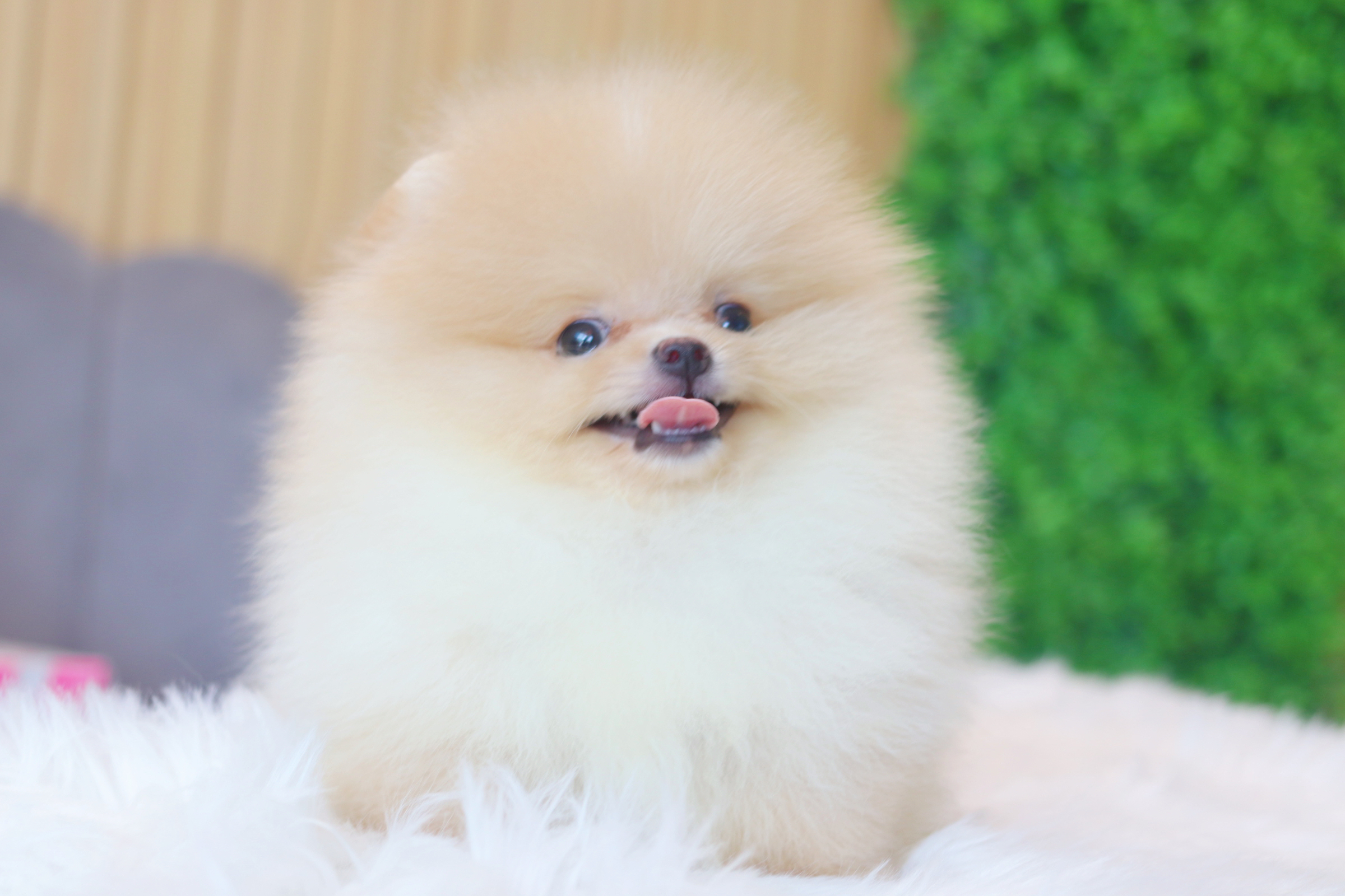 ปอมเมอเรเนียน เพศผู้สีครีม เกรดโชว์