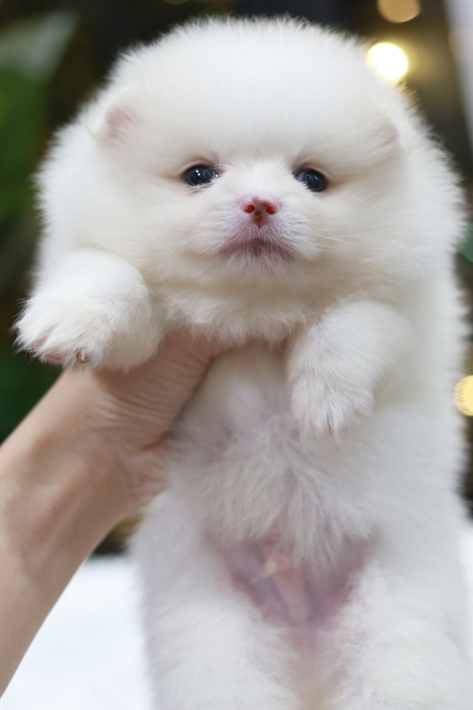 ปอมเมอเรเนียน เพศผู้ สีขาว