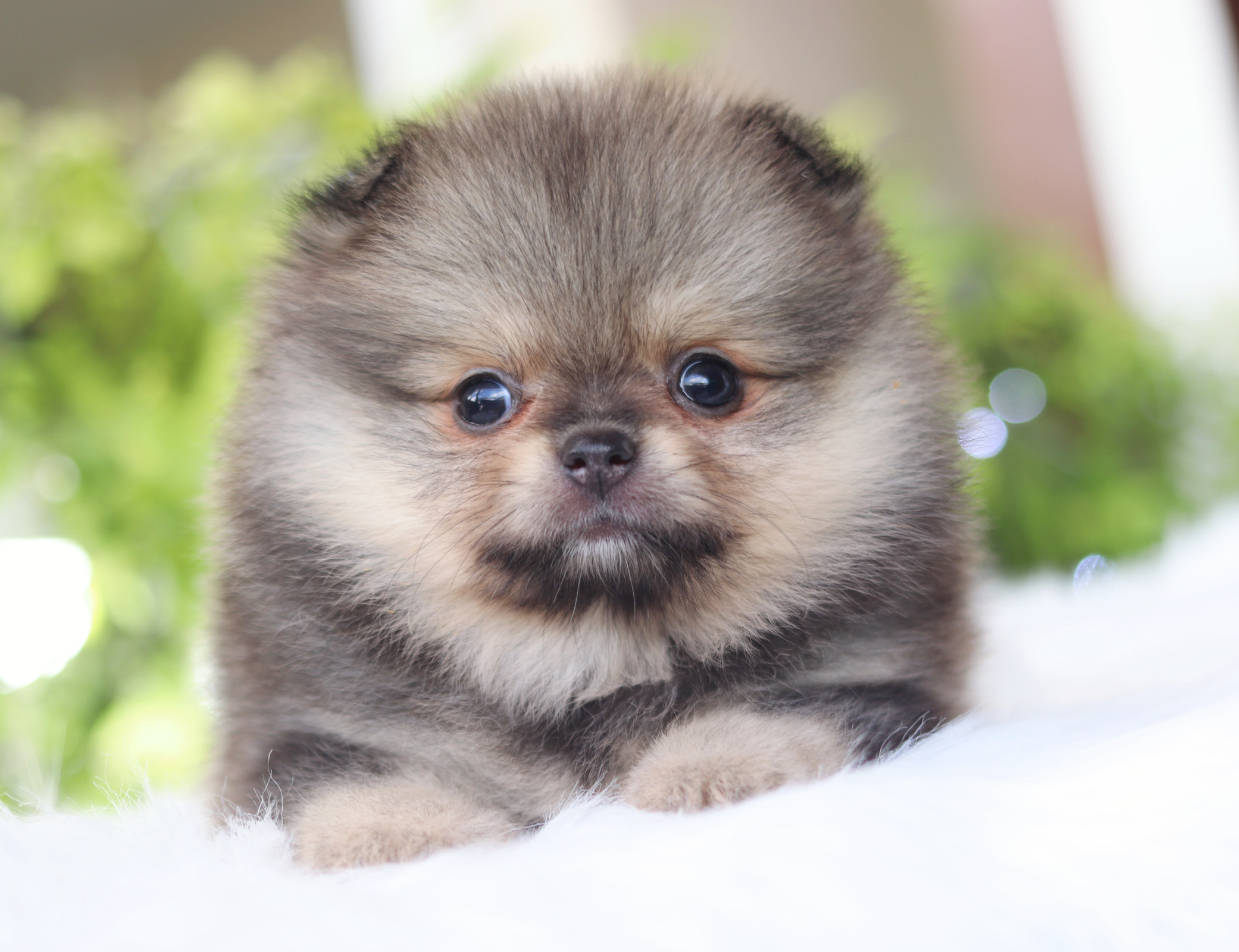 ปอมเมอเรเนียน เพศเมียสีส้มเซเบิ้ล