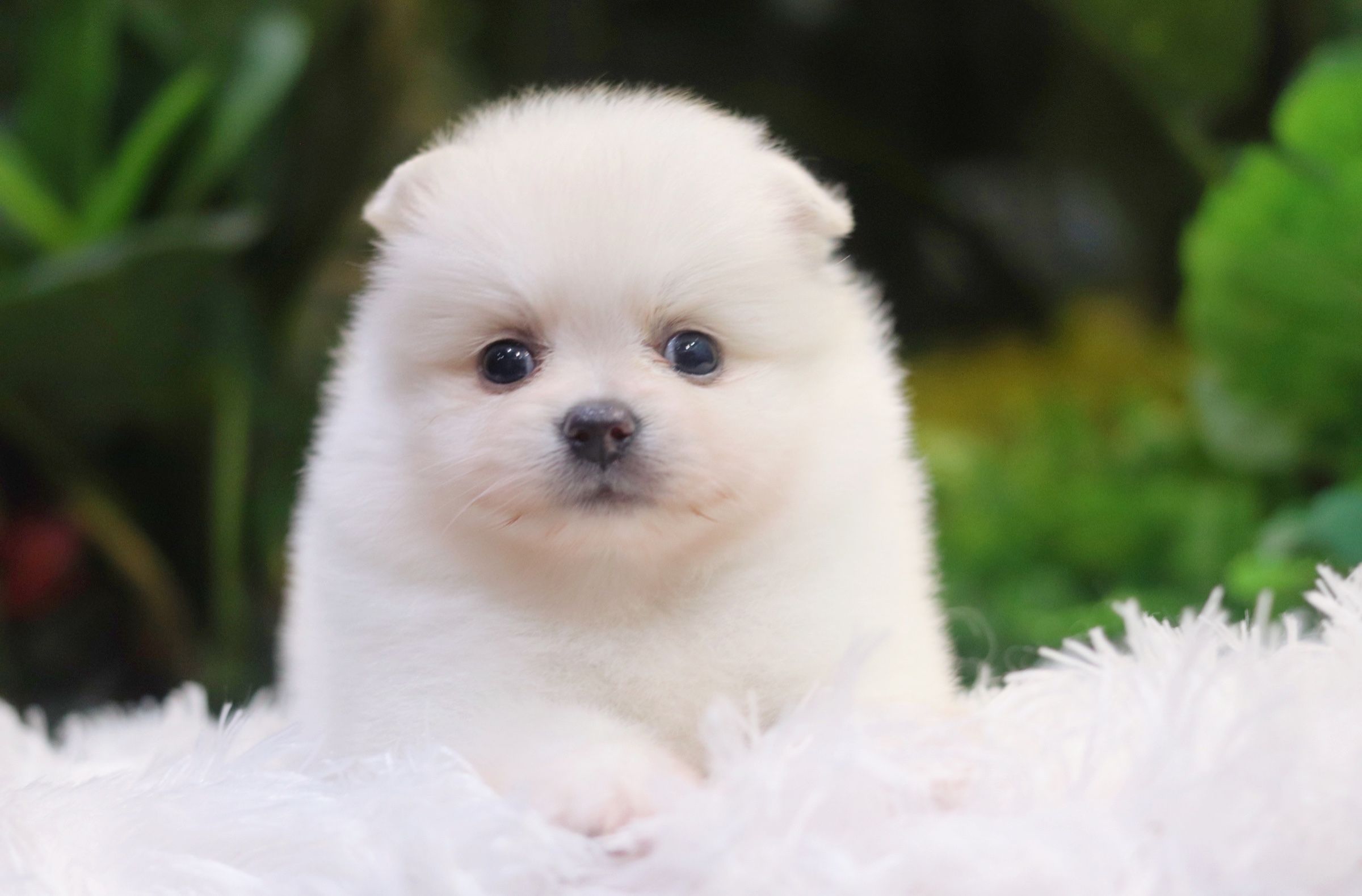 ปอมเมอเรเนียน เพศผู้ ขาวครีม