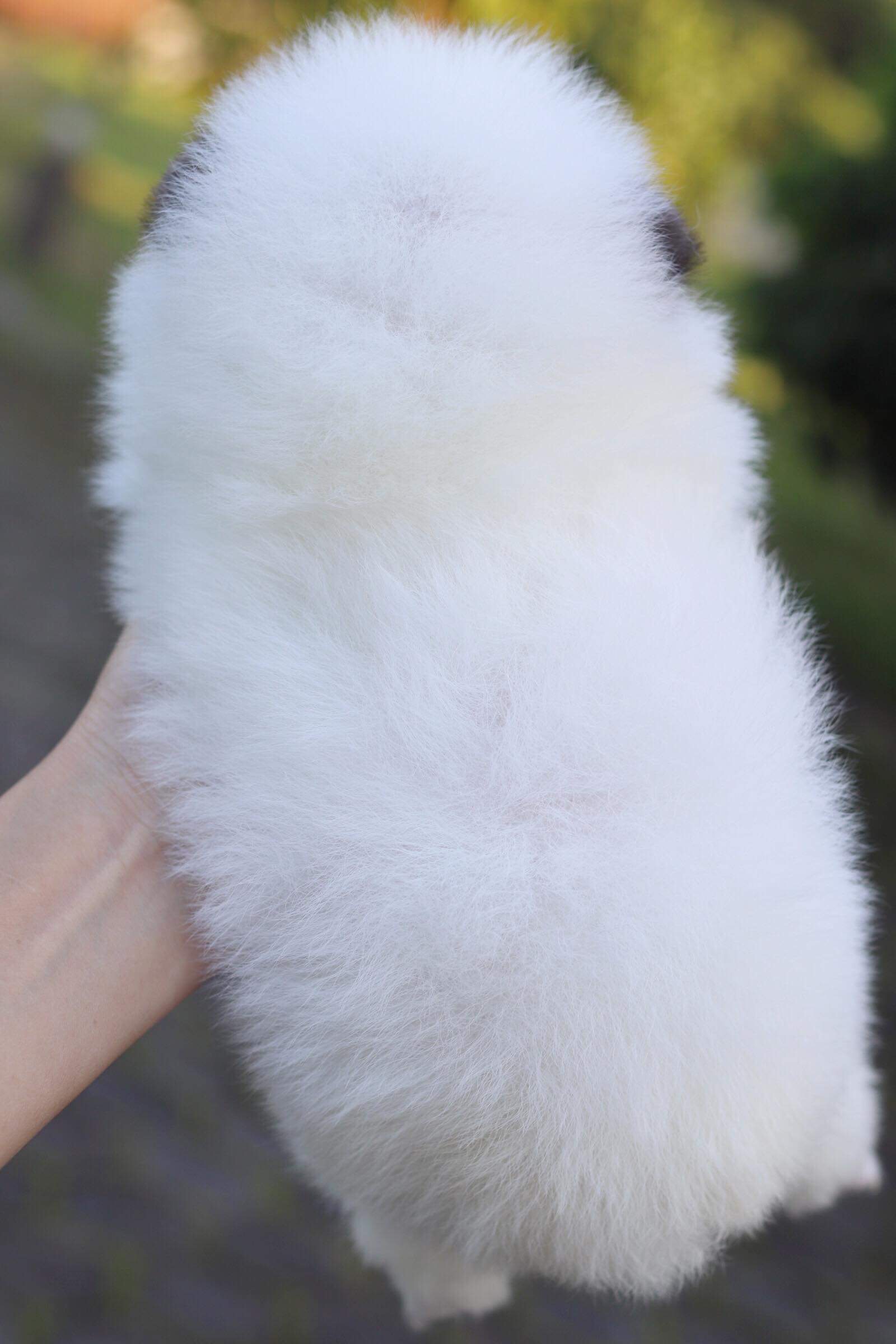 ปอมเมอเรเนียน เพศผู้