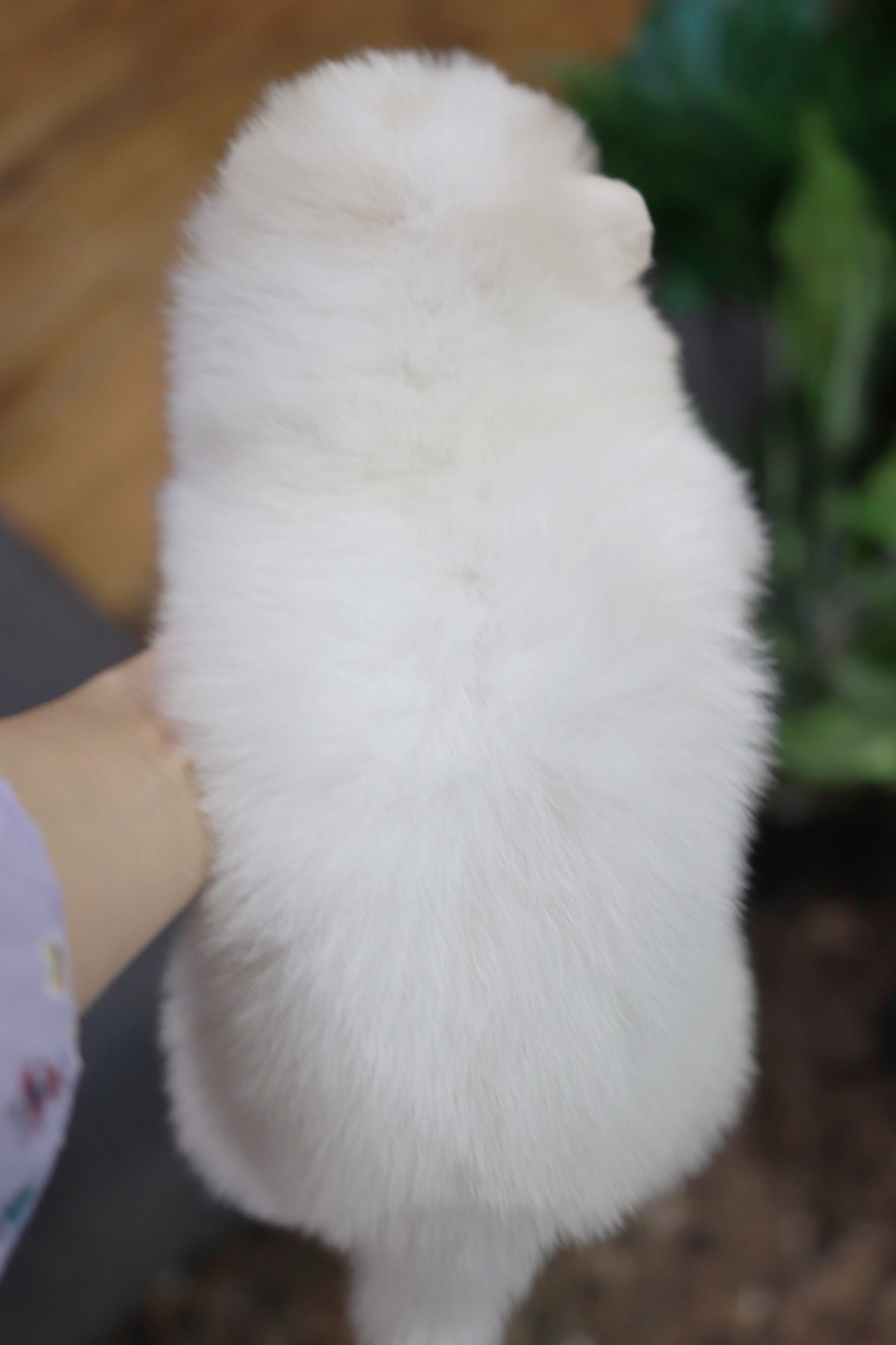 ปอมเมอเรเนียน เพศเมีย