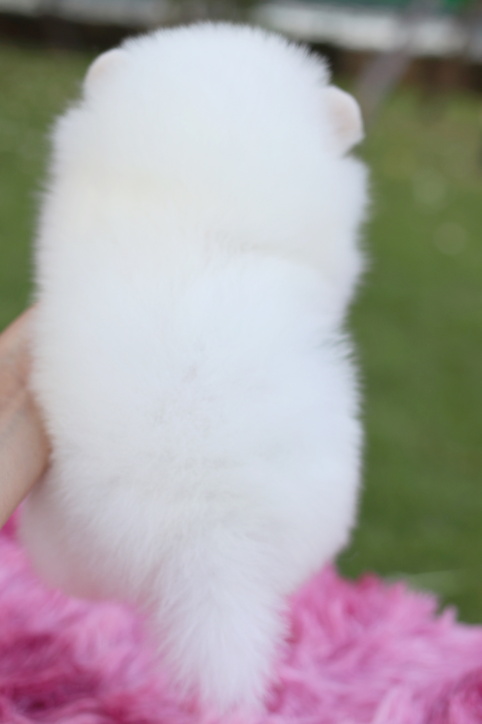 ปอมเมอเรเนียน เพศผู้ ขาวครีม