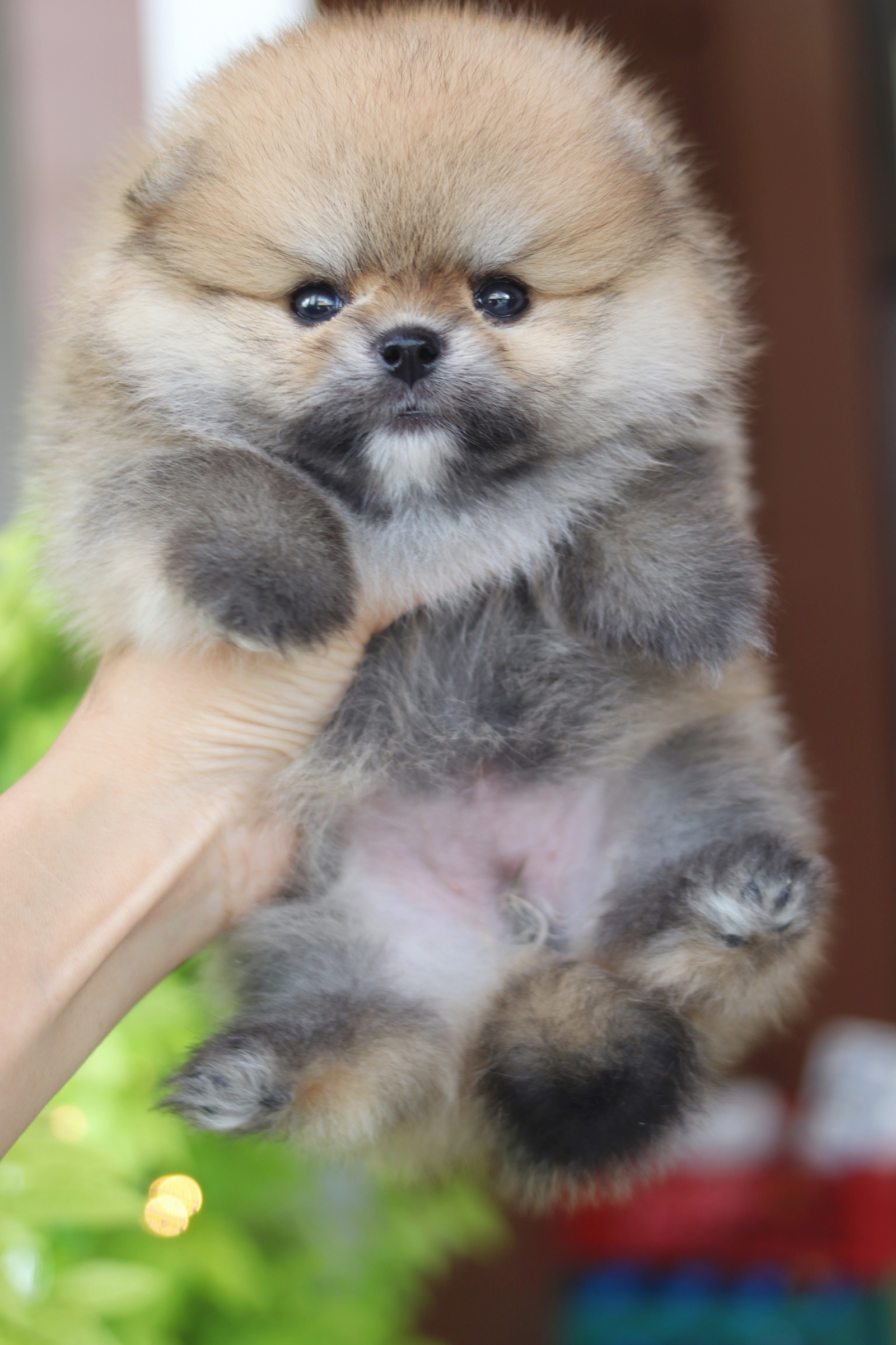 ปอมเมอเรเนียน เพศเมียสีส้ม เกรดโชว์