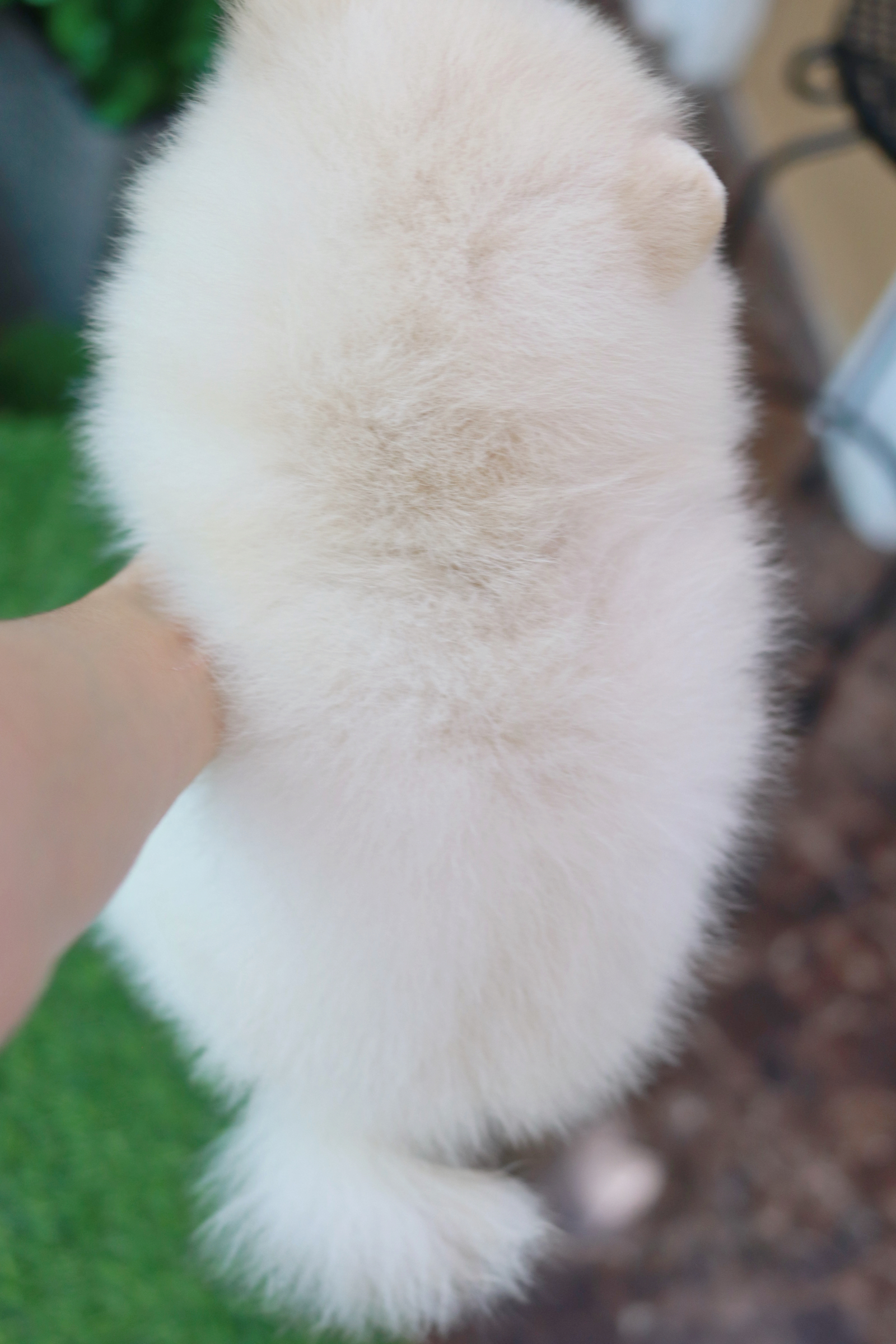 ปอมเมอเรเนียน เพศเมียสีขาวครีมไซส์ปกติ