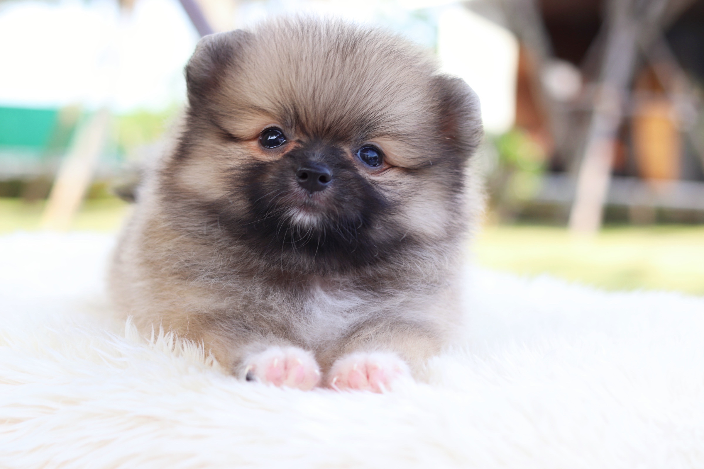 ปอมเมอเรเนียน เพศผู้ สีส้ม