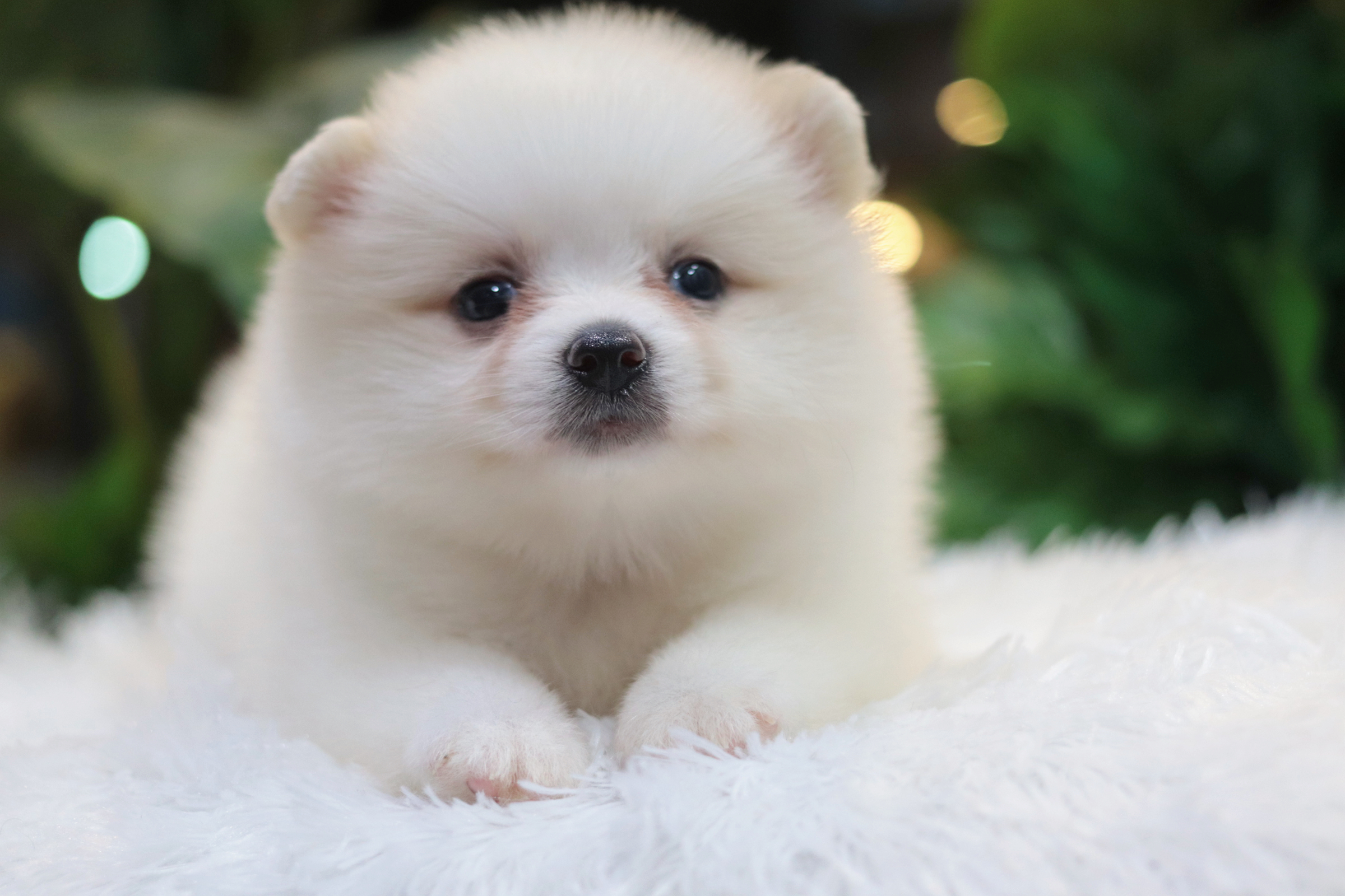 ปอมเมอเรเนียน เพศเมียขาวครีม