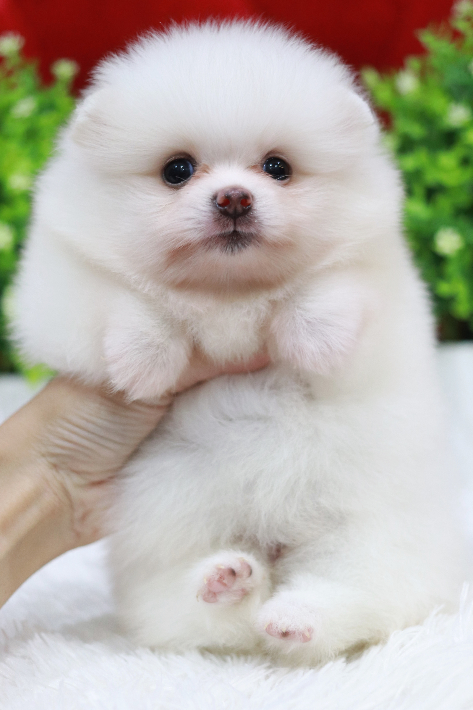 ปอมเมอเรเนียน เพศเมีย ขาว หน้าฟ็อก