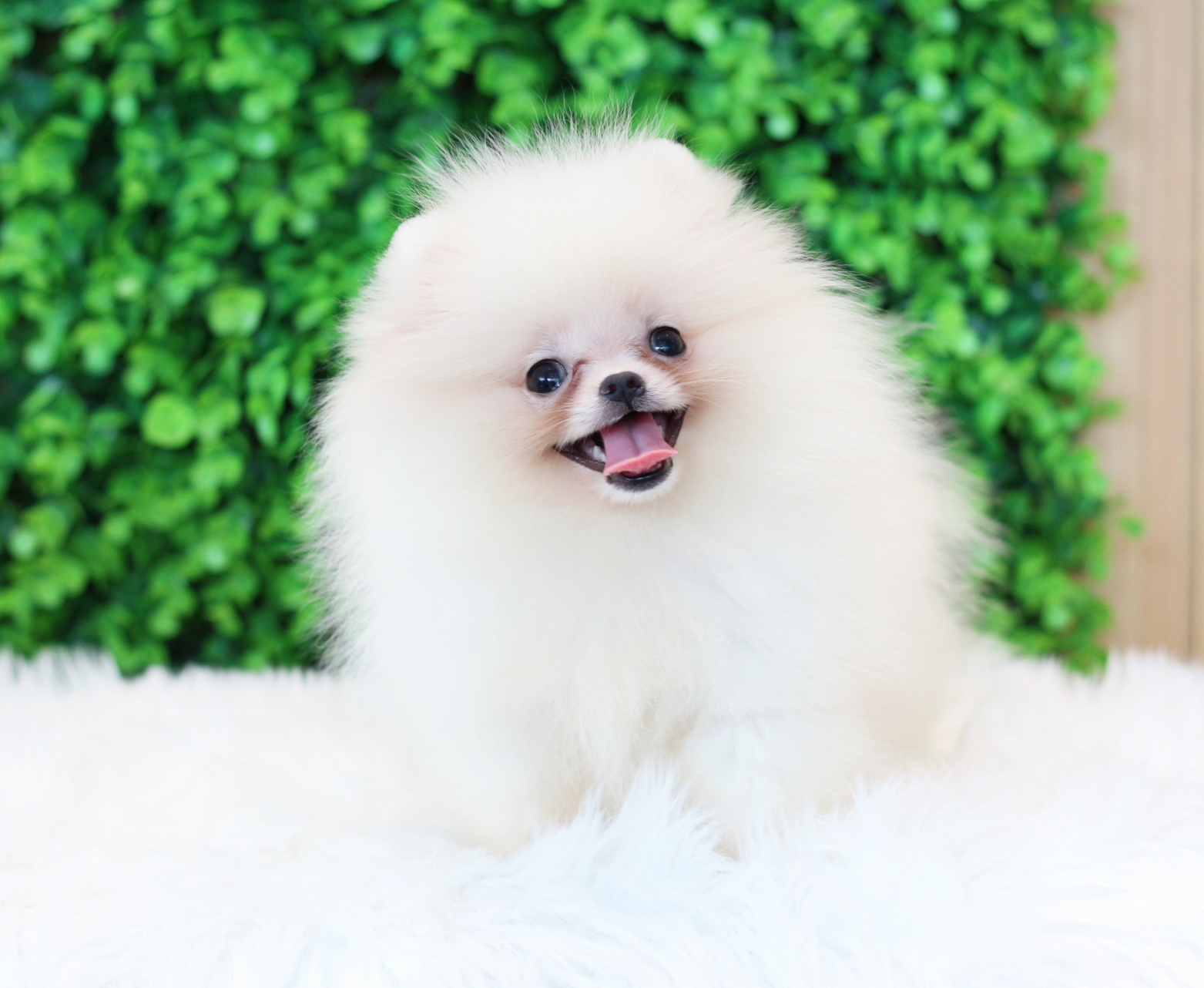 ปอมเมอเรเนียน เพศเมียสีขาวครีมเกรดโชว์ไซส์เล็ก