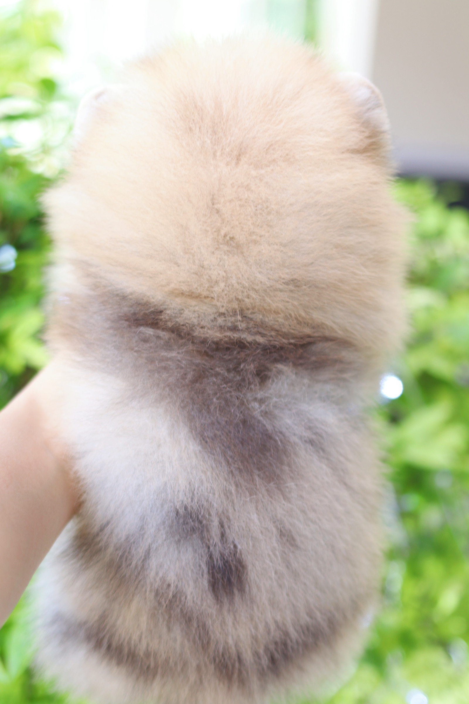 ปอมเมอเรเนียน เพศเมียสีส้ม