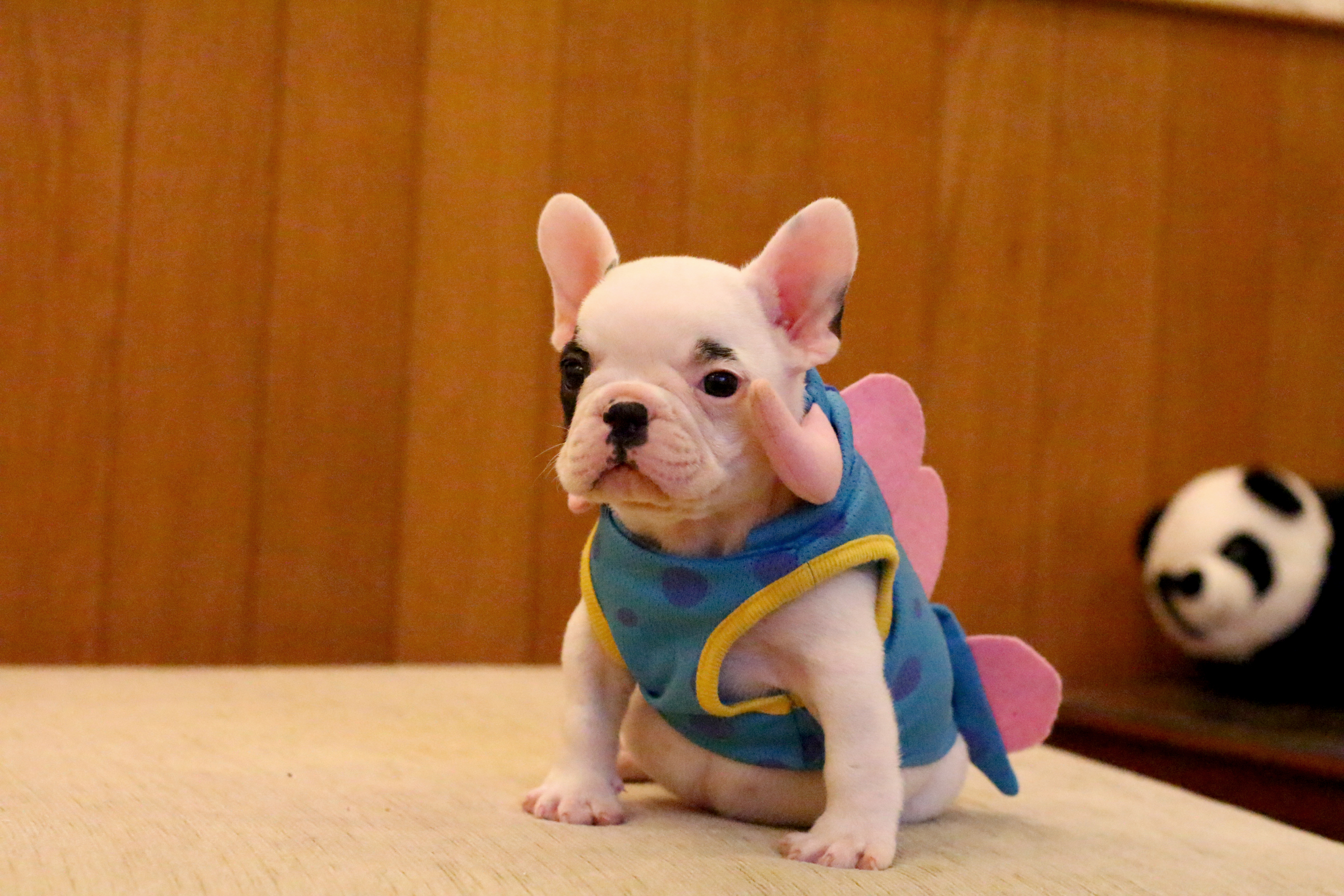 เด็กชายแรมโบ้ มีคิ้วข้างเดียว หน้าตาน่ารัก