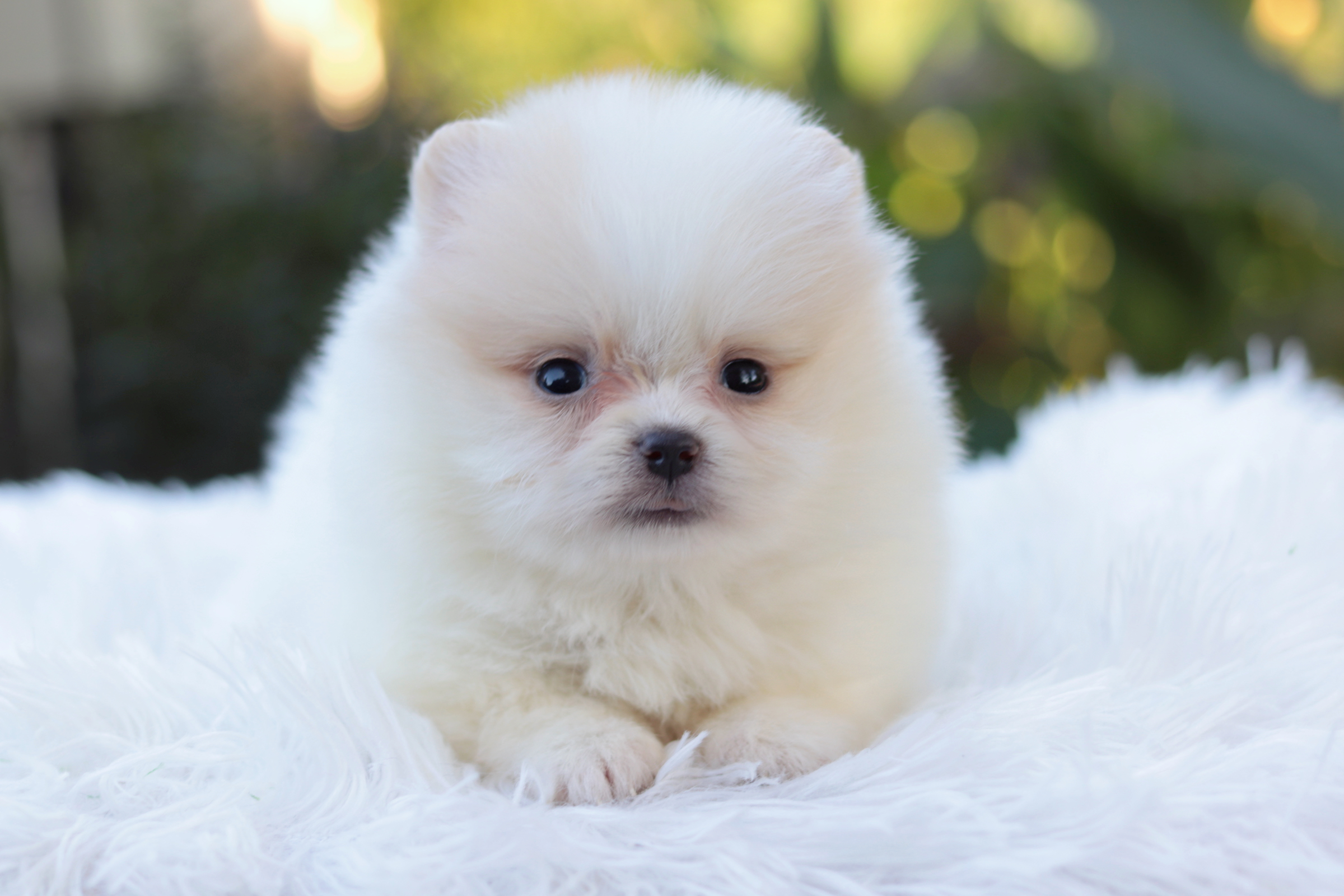 ปอมเมอเรเนียน เพศเมีย