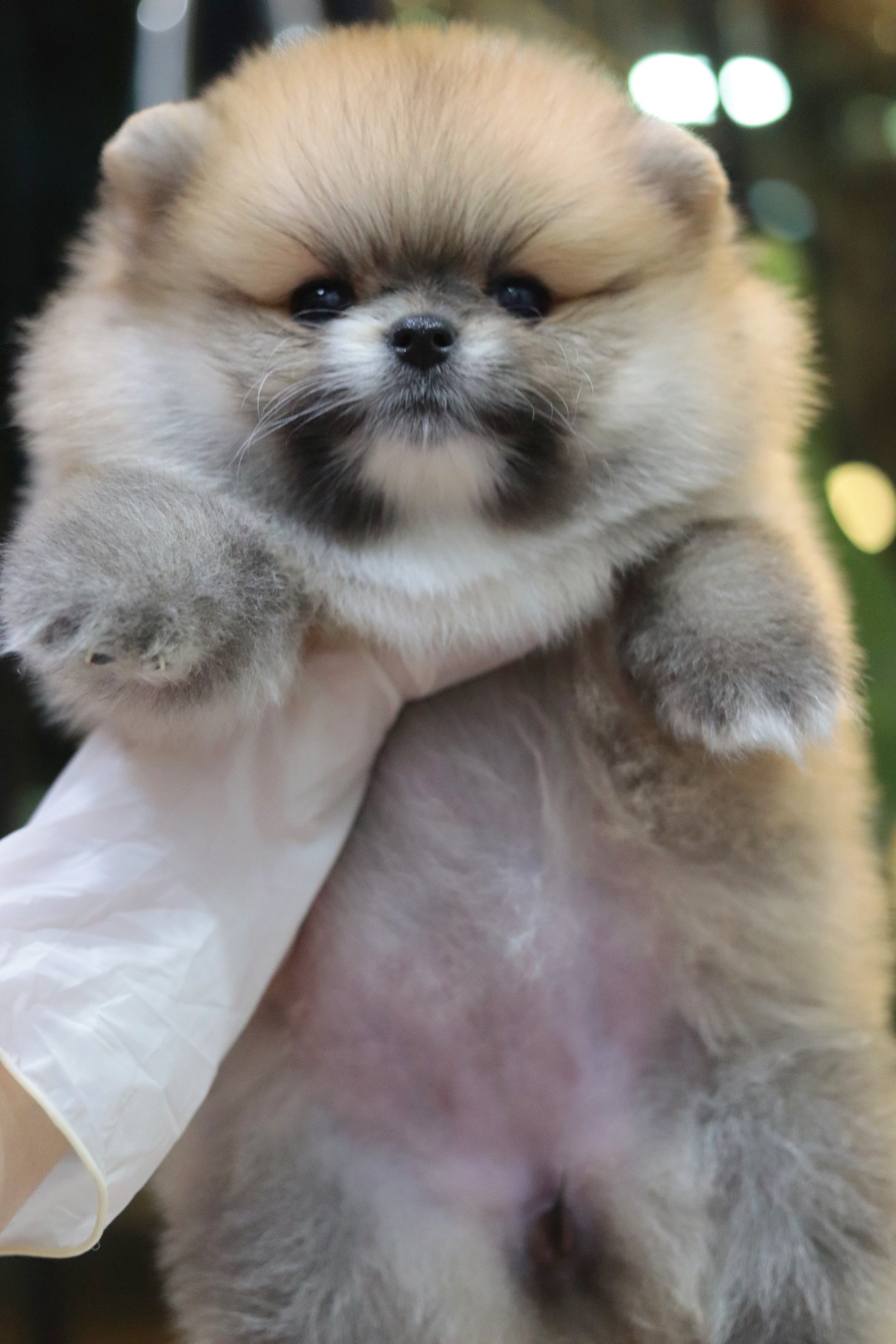 ปอมเมอเรเนียน เพศเมียสีส้ม