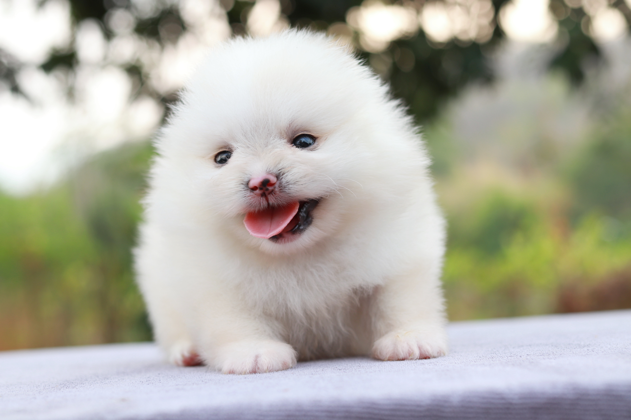 ปอมเมอเรเนียน เพศเมีย