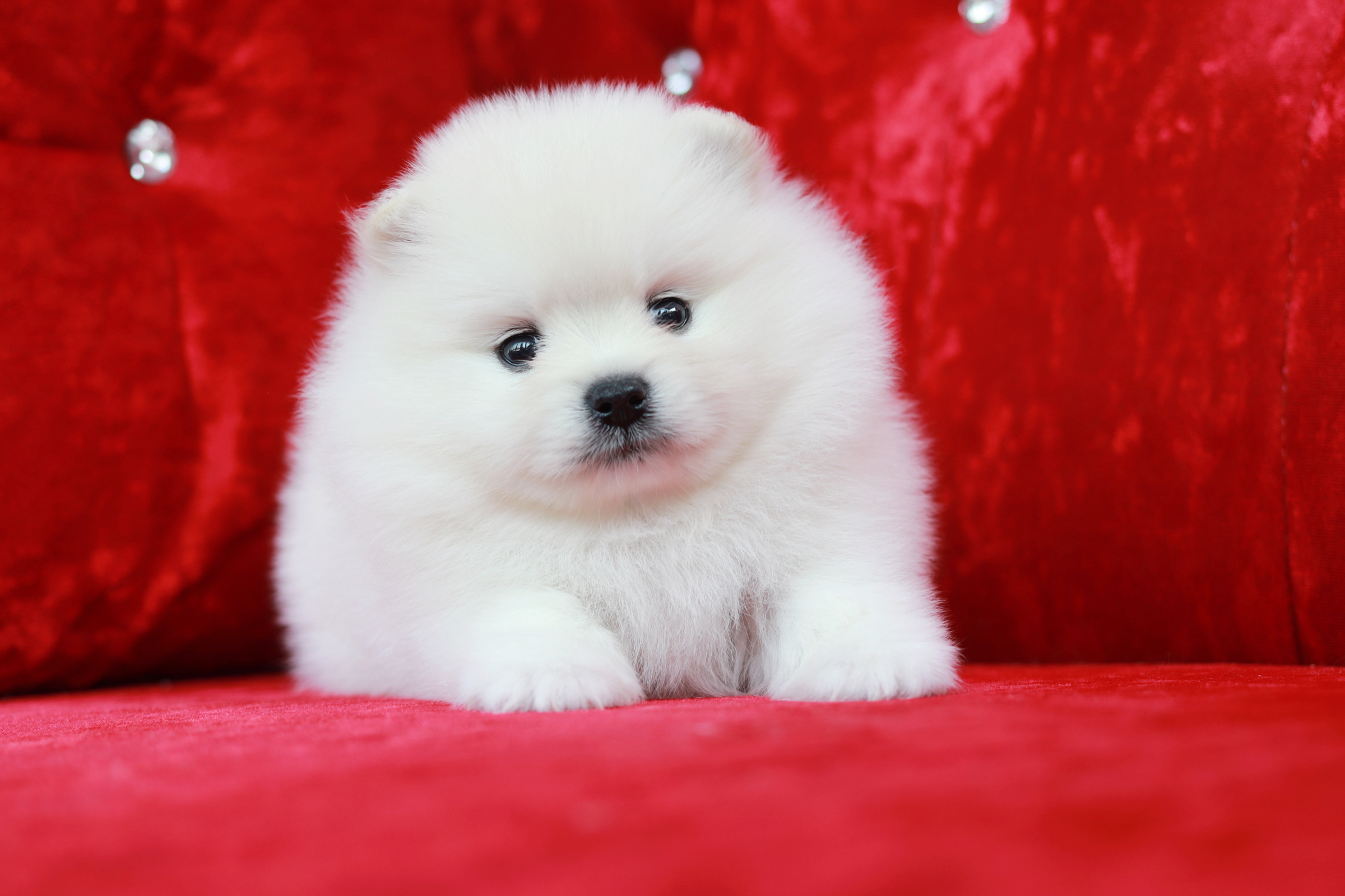 ปอมเมอเรเนียน เพศผู้