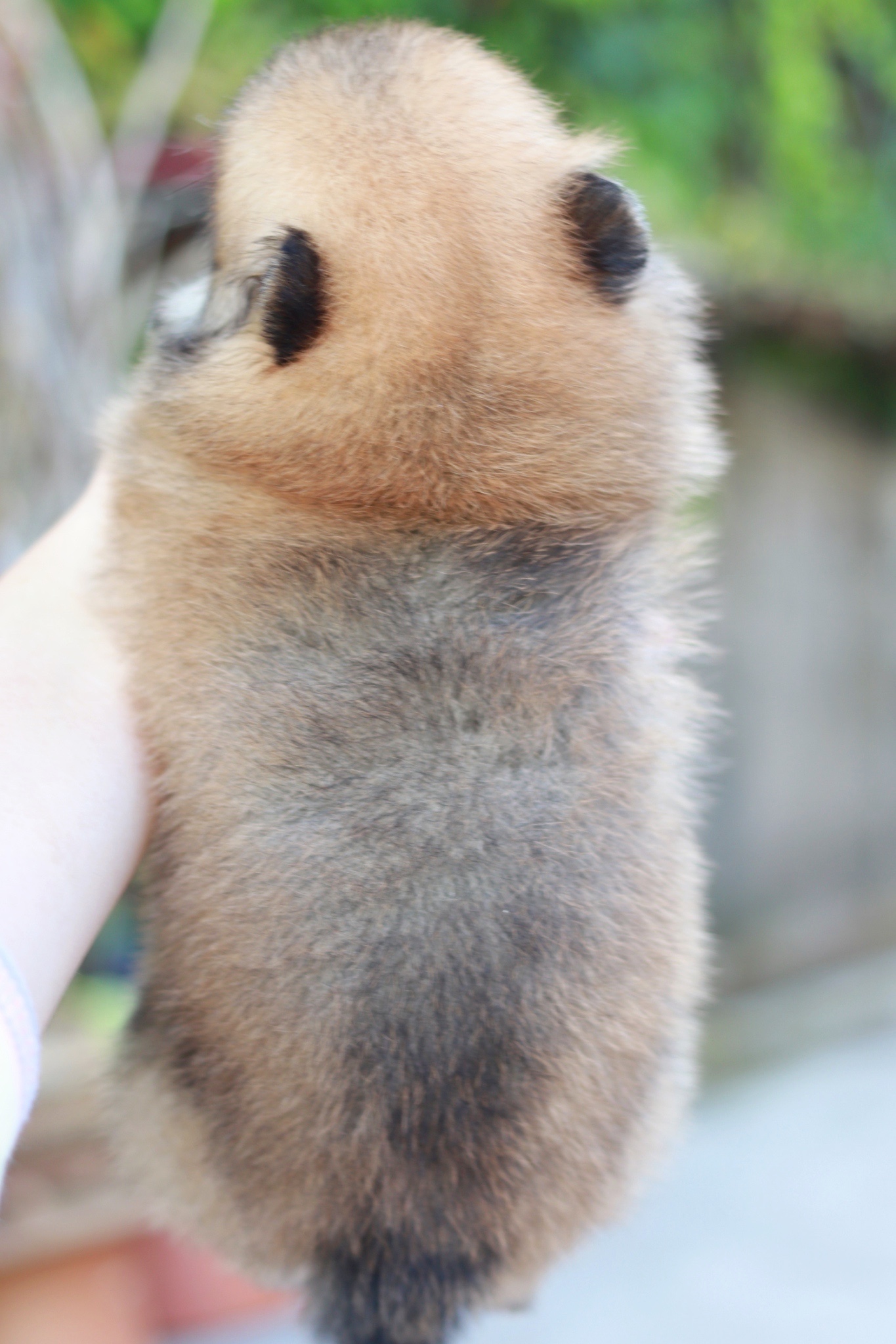 ปอมเมอเรเนียน เพศผู้ สีส้ม