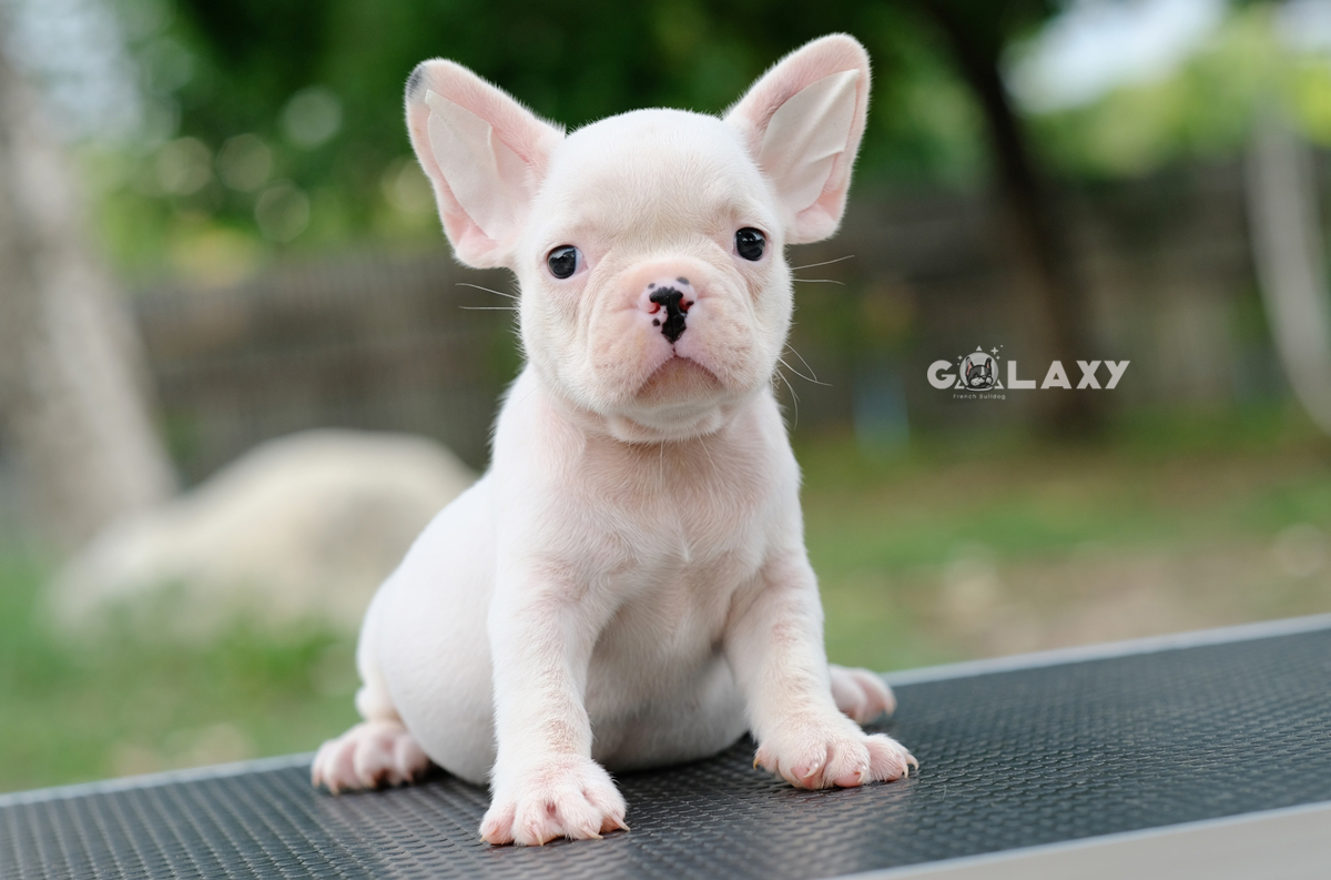 เพศเมีย สีขาว หน้าตาน่ารัก สายเลือดดี ,โตมาสวยแน่นอน , ได้รับการฉีดวัคซีนรวมป้องกัน5โรค ,สุนัขร่างกายสมบูรณ์แข็งแรง สุขภาพจิตดีทุกตัว 092-9918888