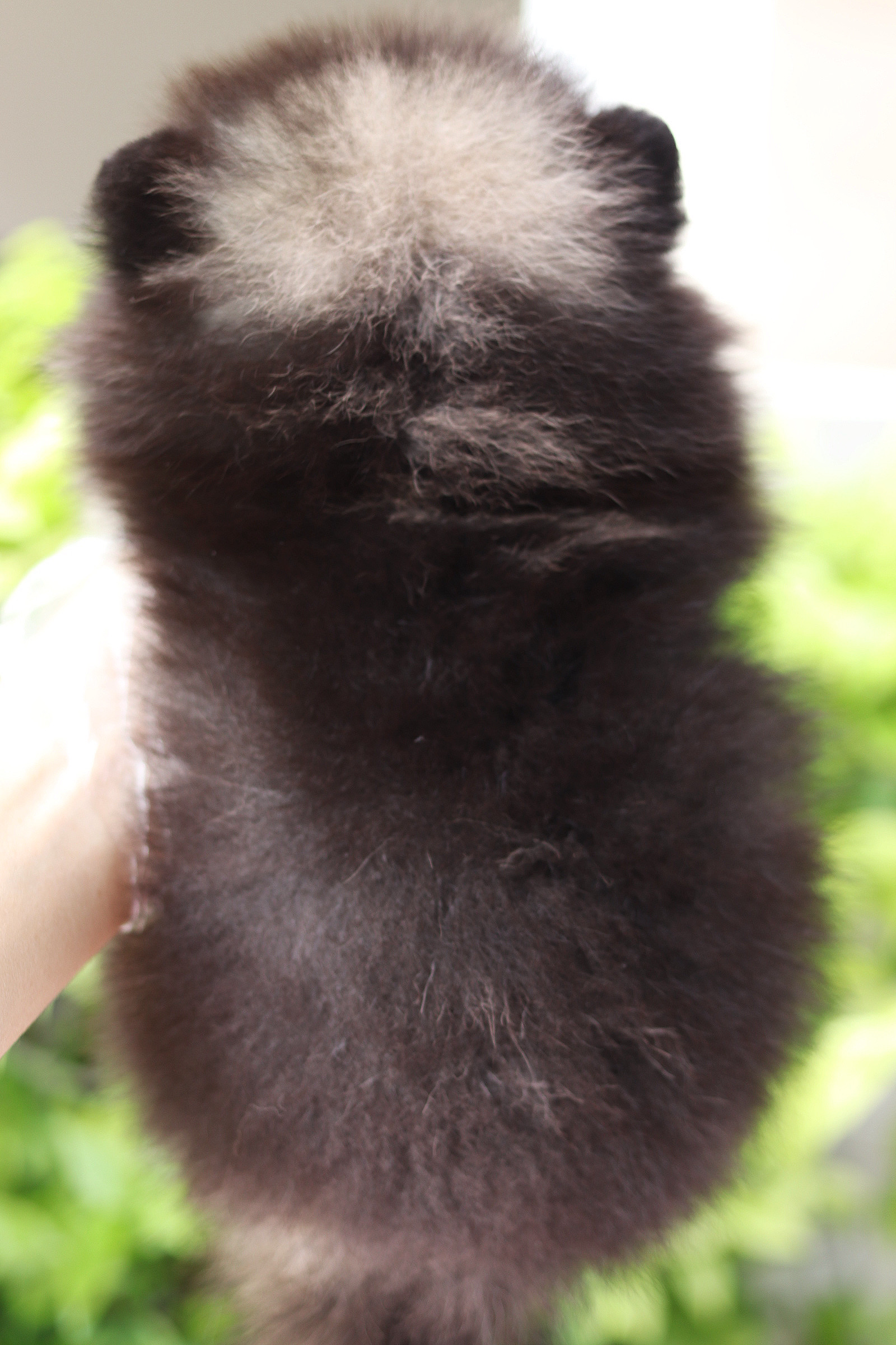 ปอมเมอเรเนียน เพศผู้สีแบล็คแทน เกรดโชว์