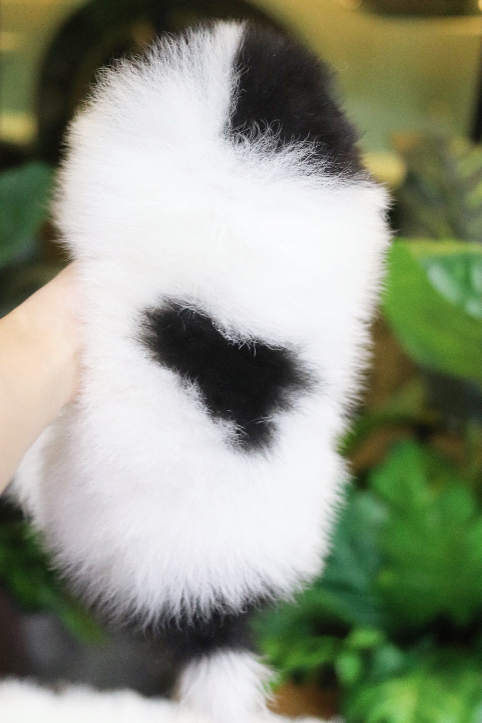 ปอมเมอเรเนียน เพศผู้ สีแฟนซี