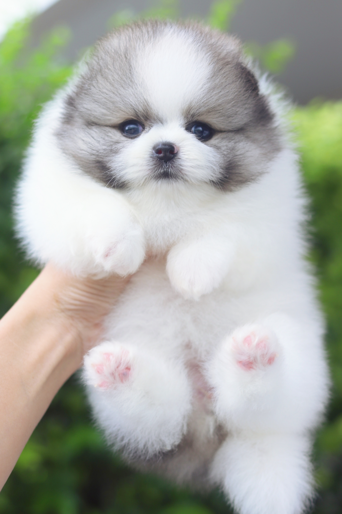 ปอมเมอเรเนียน เพศเมียสีแฟนซีเกรดโชว์