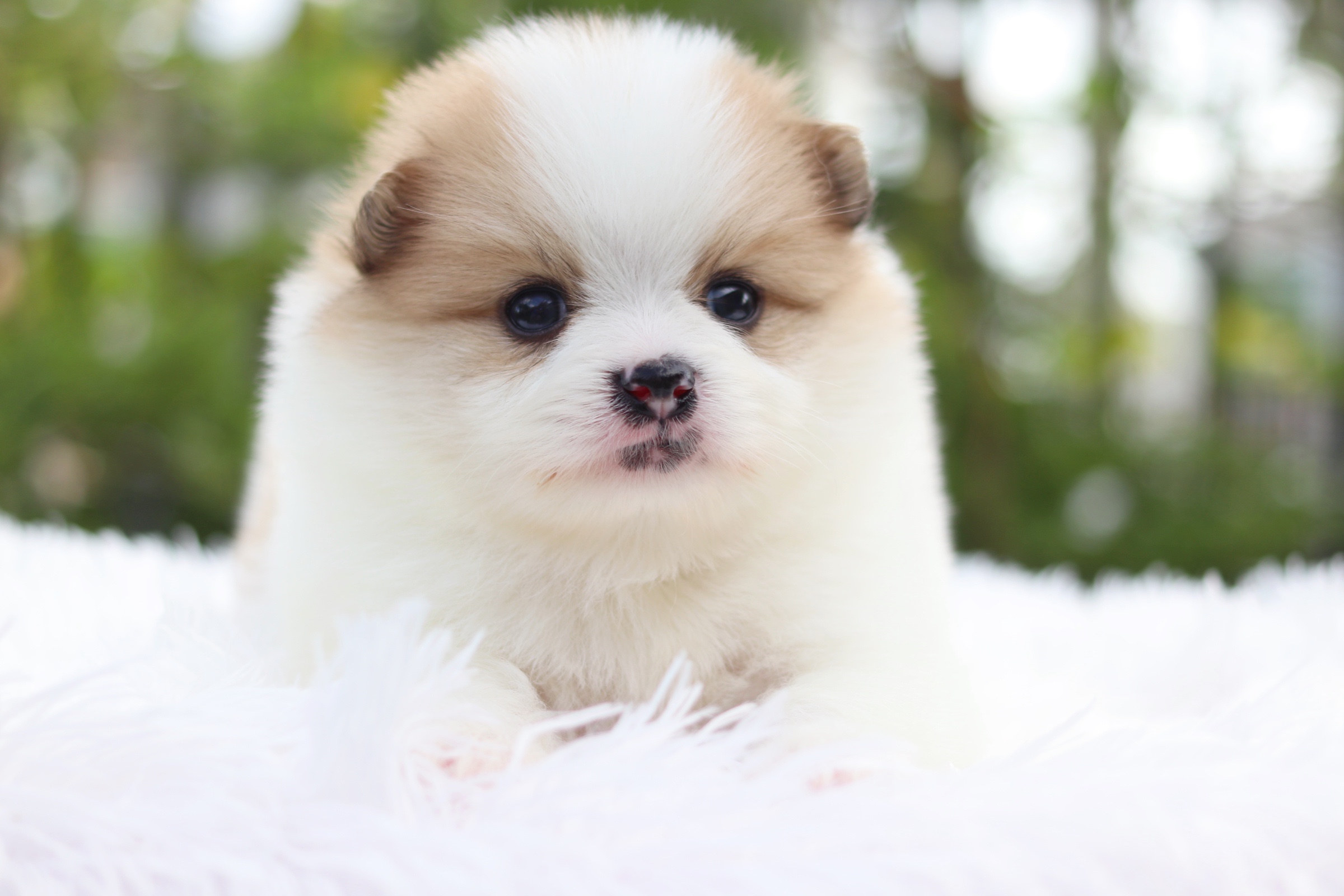 ปอมเมอเรเนียน เพศผู้ แฟนซี