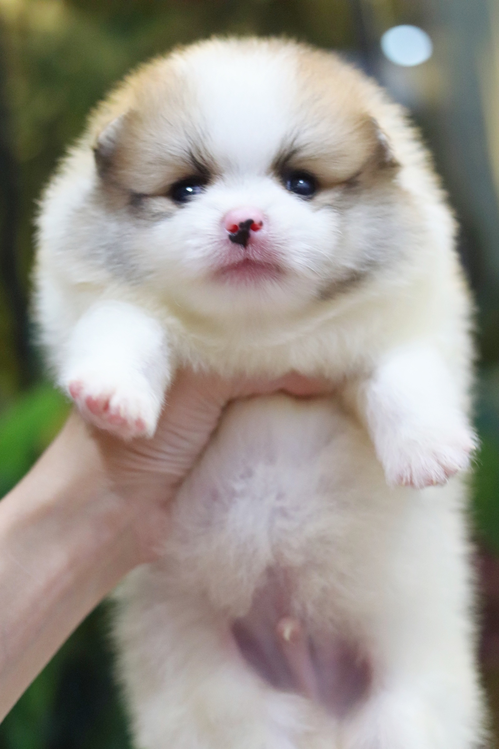 ปอมเมอเรเนียน เพศผู้ สีแฟนซี