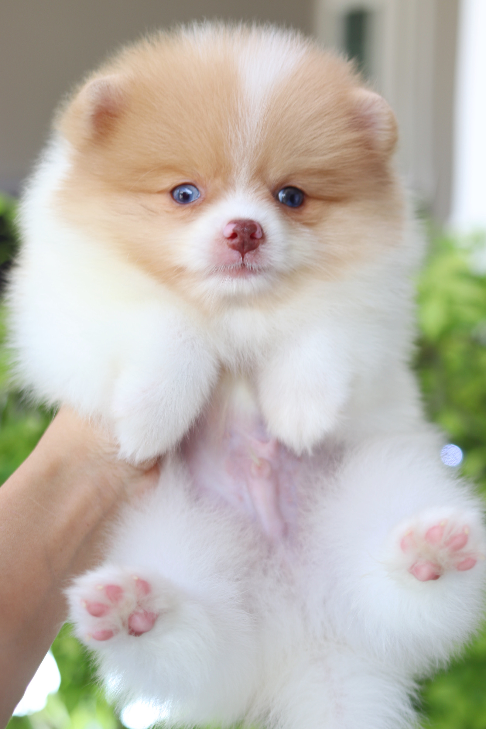 ปอมเมอเรเนียน เพศผู้สีแฟนซี