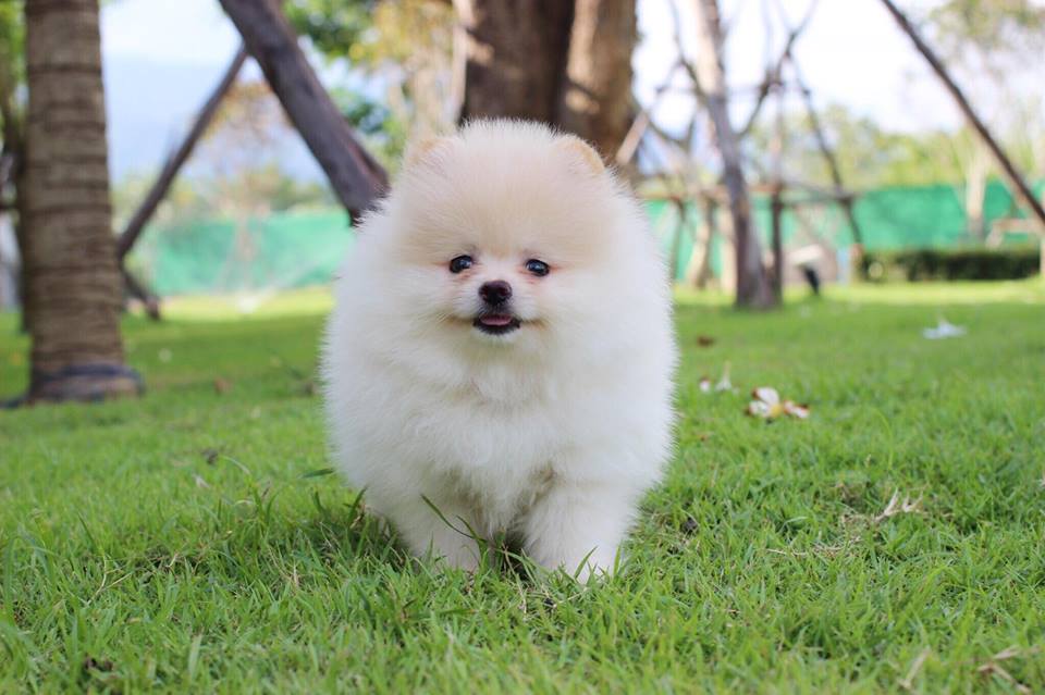 (หลุดจอง)ปอมเพศผู้ ขนแน่น