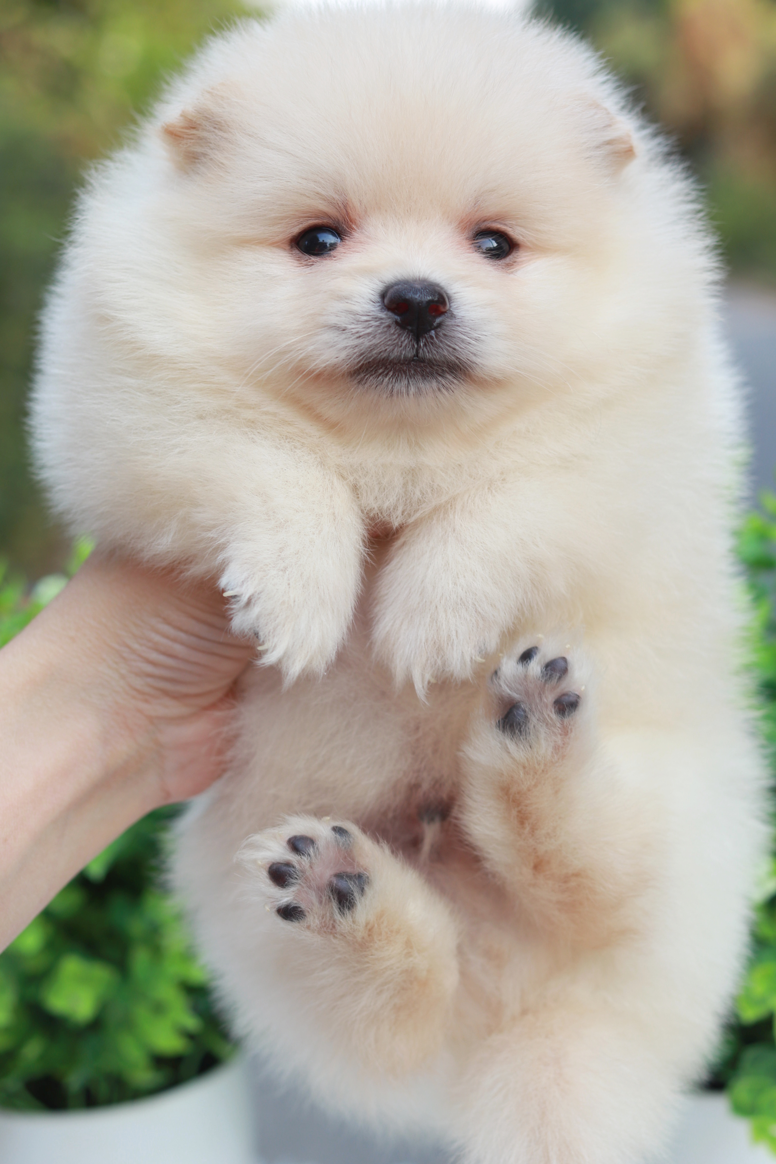 ปอมเมอเรเนียน เพศผู้