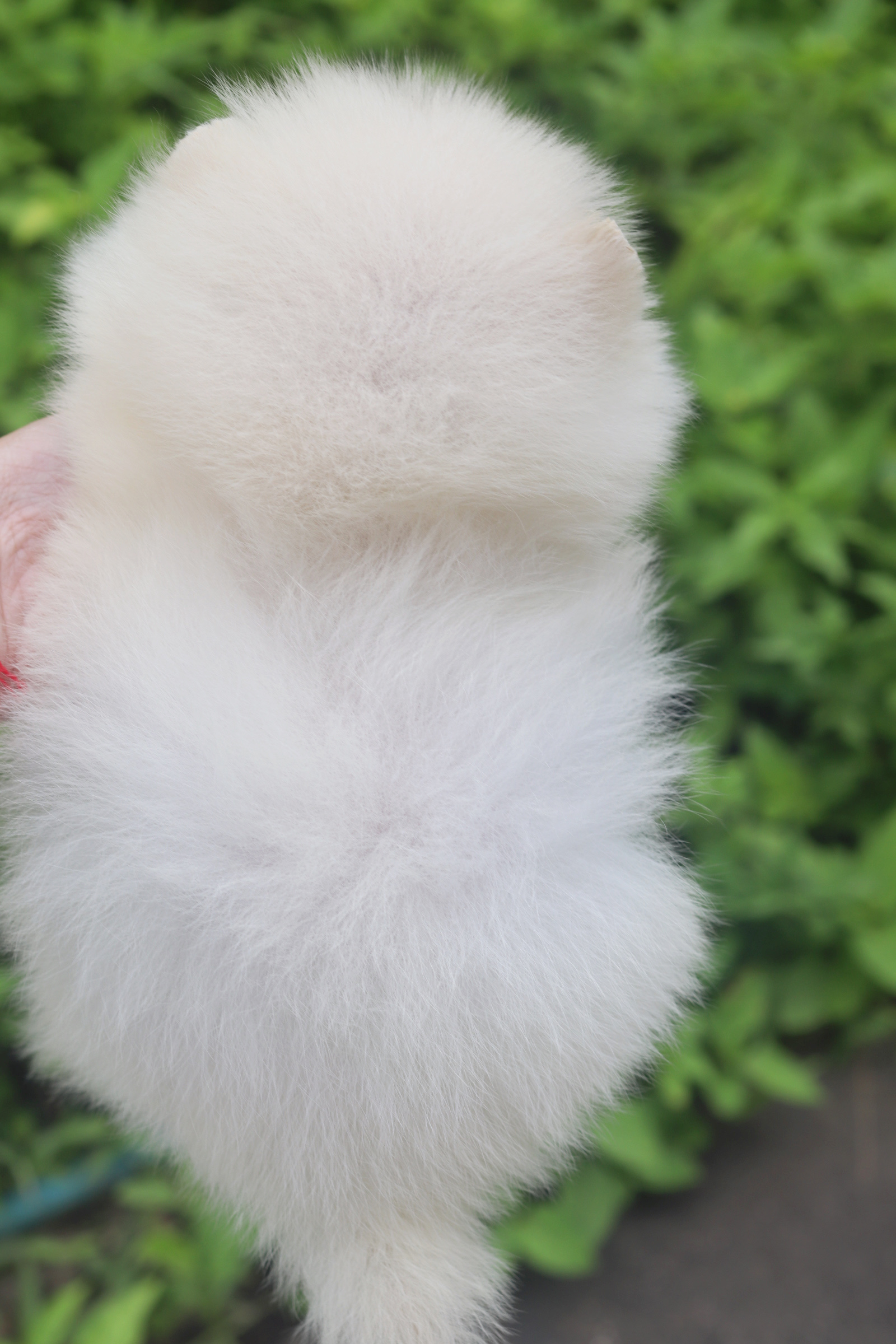 ปอมเมอเรเนียน เพศผู้ สีขาวครีม