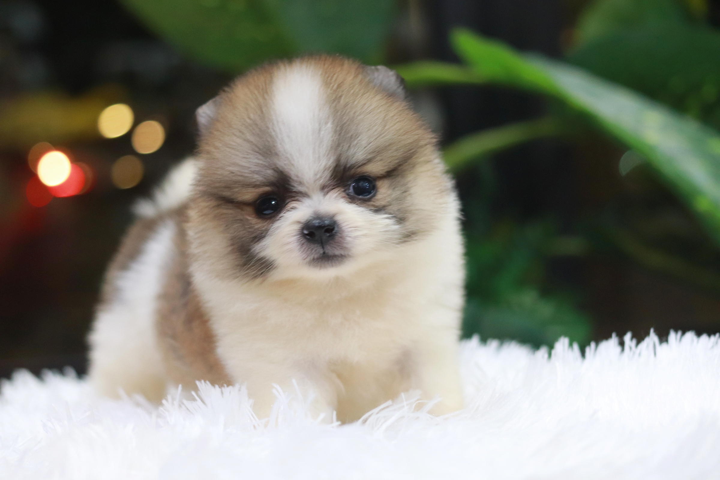 ปอมเมอเรเนียน เพศผู้ สีแฟนซี ไซส์เล็ก