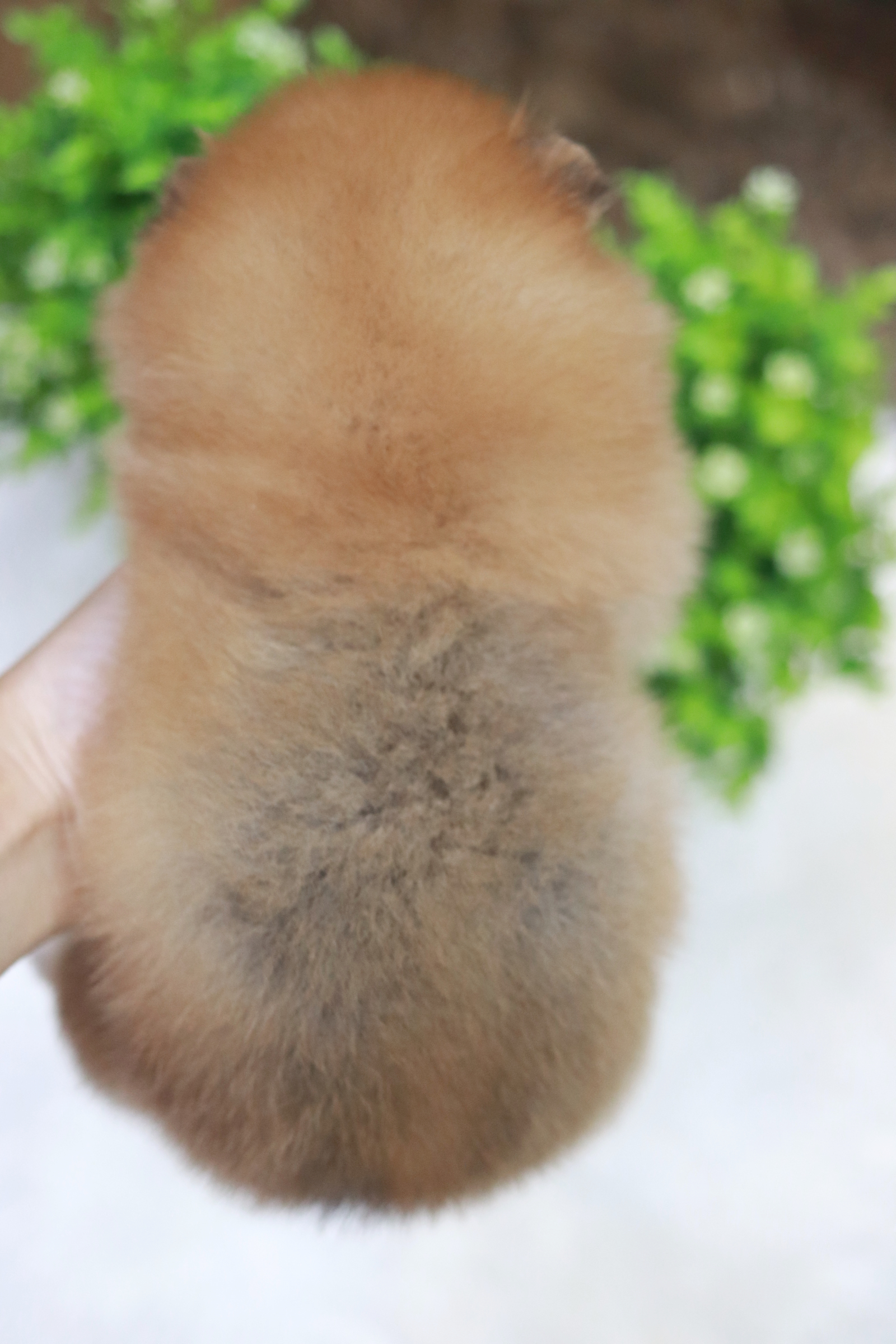 ปอมเมอเรเนียน เพศเมียสีส้มขนแน่น