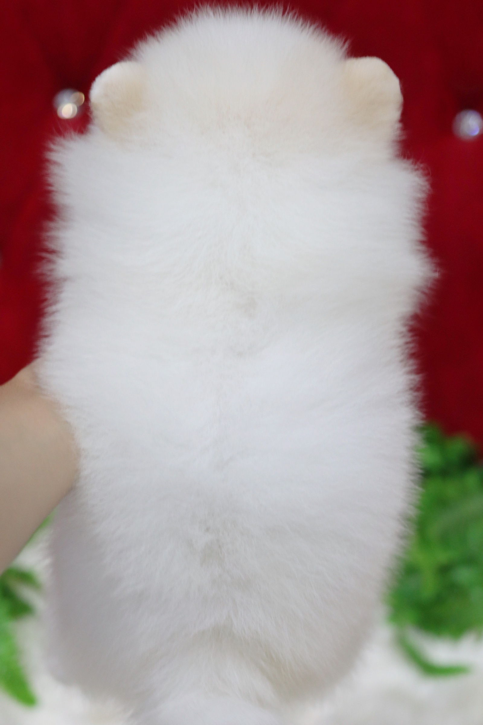 ปอมเมอเรเนียน เพศผู้ สีขาวครีม