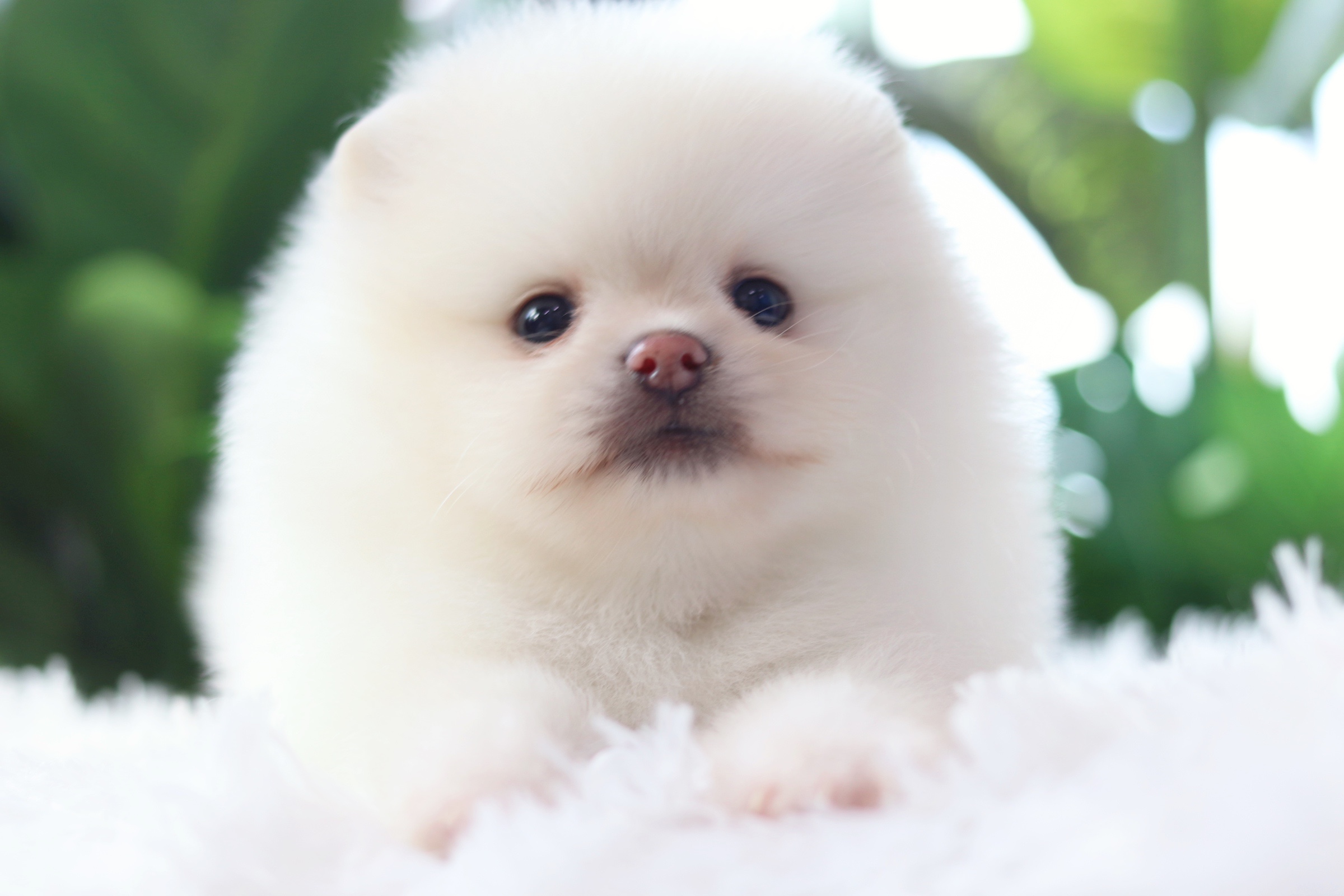 ปอมเมอเรเนียน เพศผู้ ขาวครีม