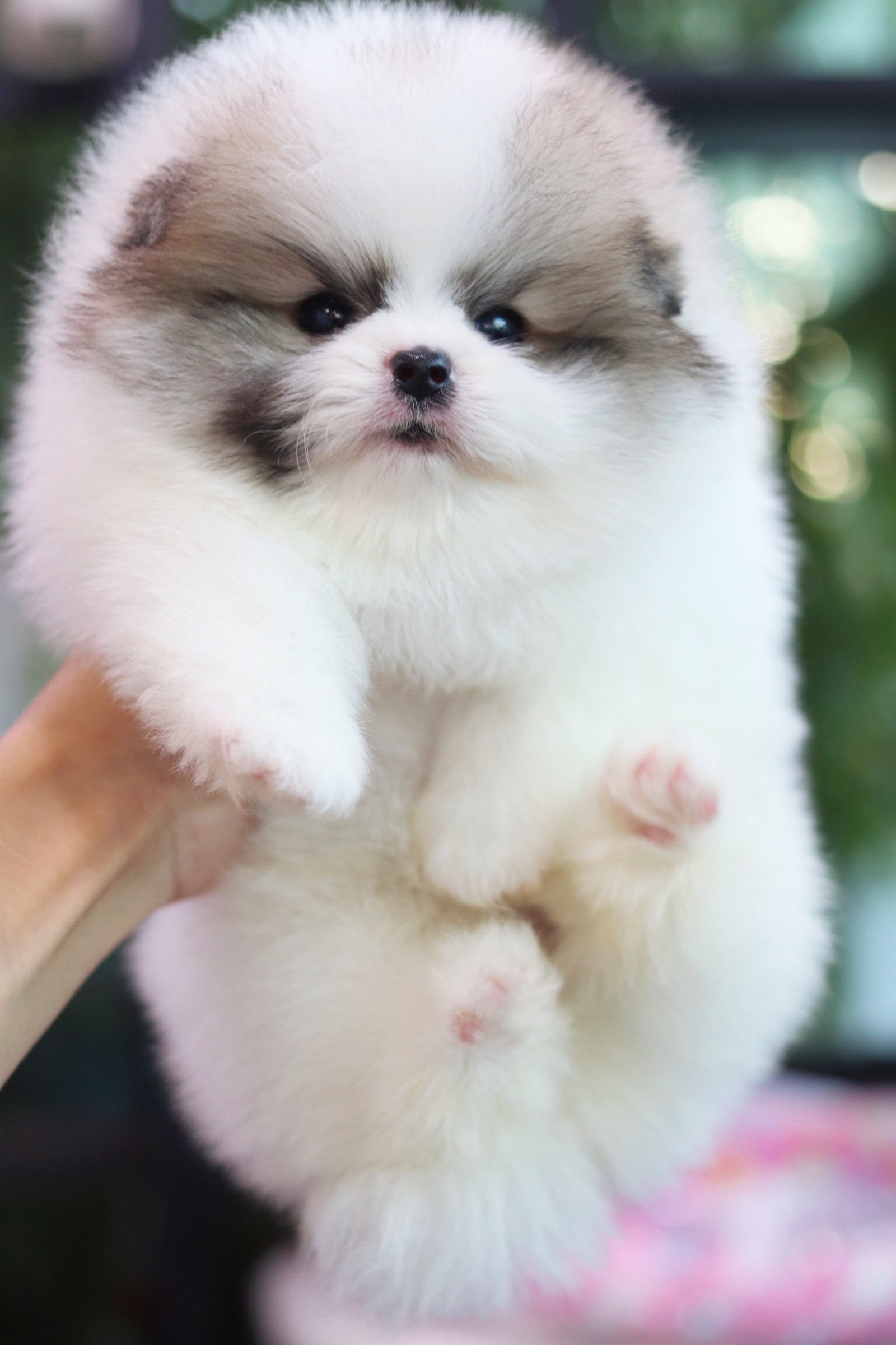 ปอมเมอเรเนียน เพศผู้สีแฟนซี เกรดโชว์