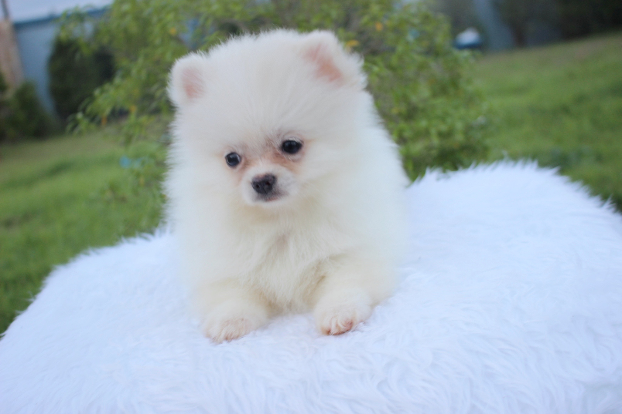 ปอมเมอเรเนียน เพศเมียสีขาวครีม