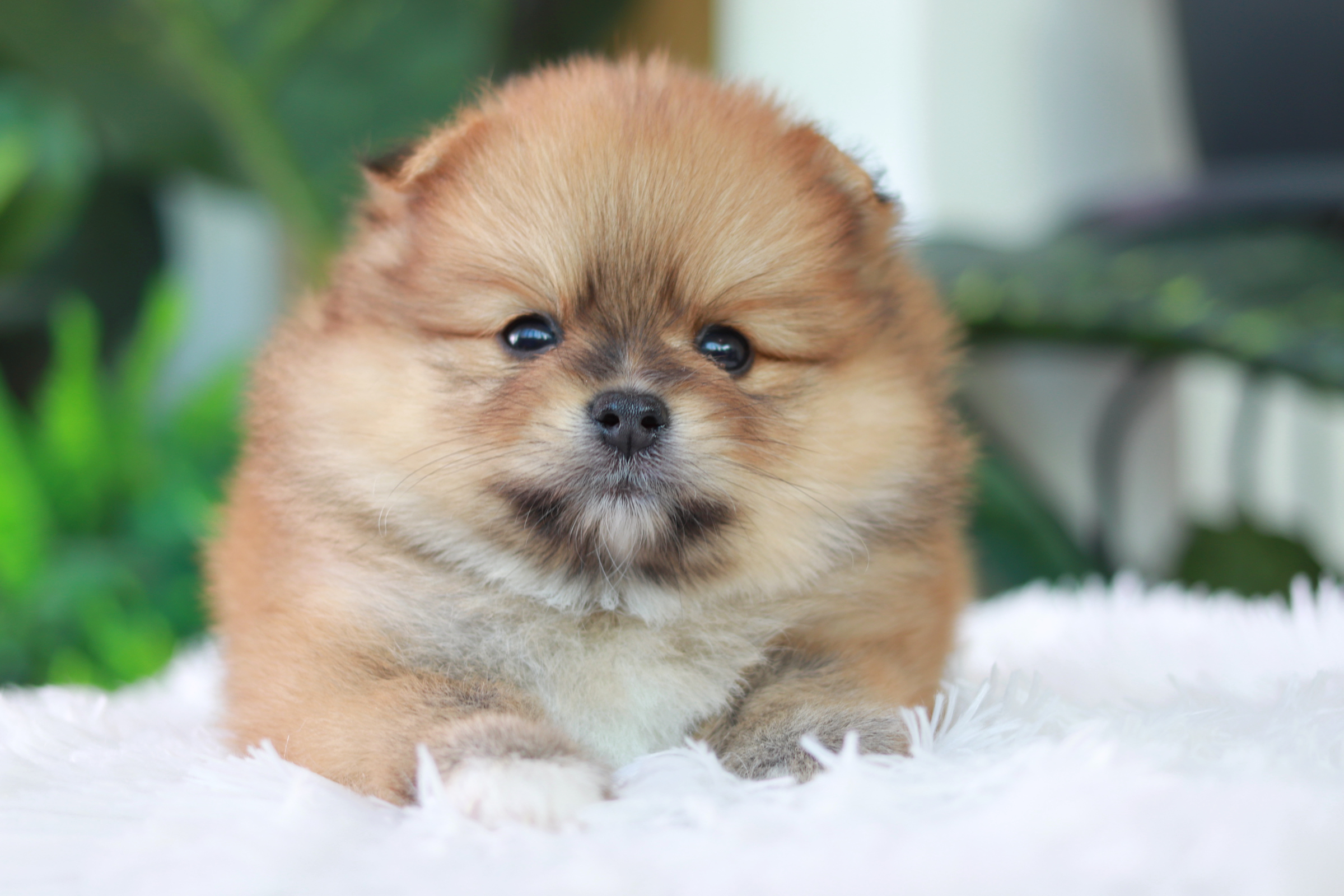 ปอมเมอเรเนียน เพศเมีย สีส้ม ไซส์เล็ก