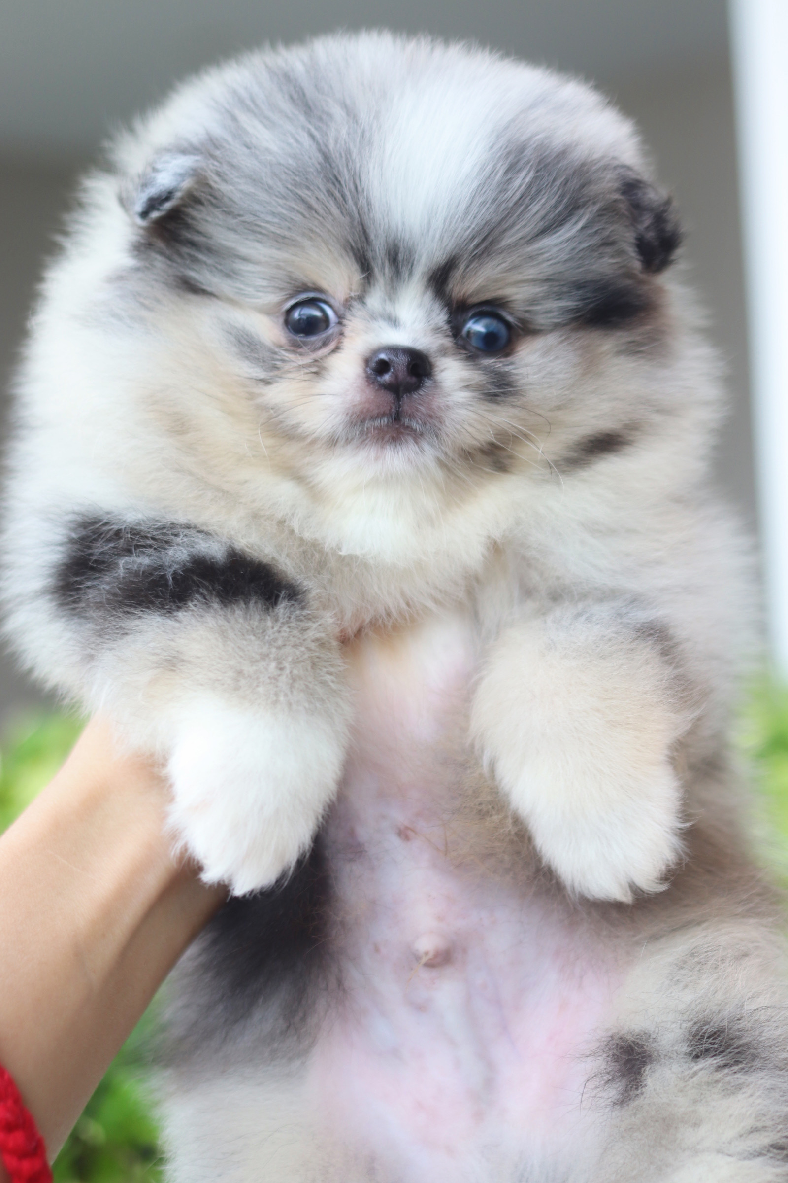 ปอมเมอเรเนียน เพศผู้สีเมอร์เร่เกรดโชว์