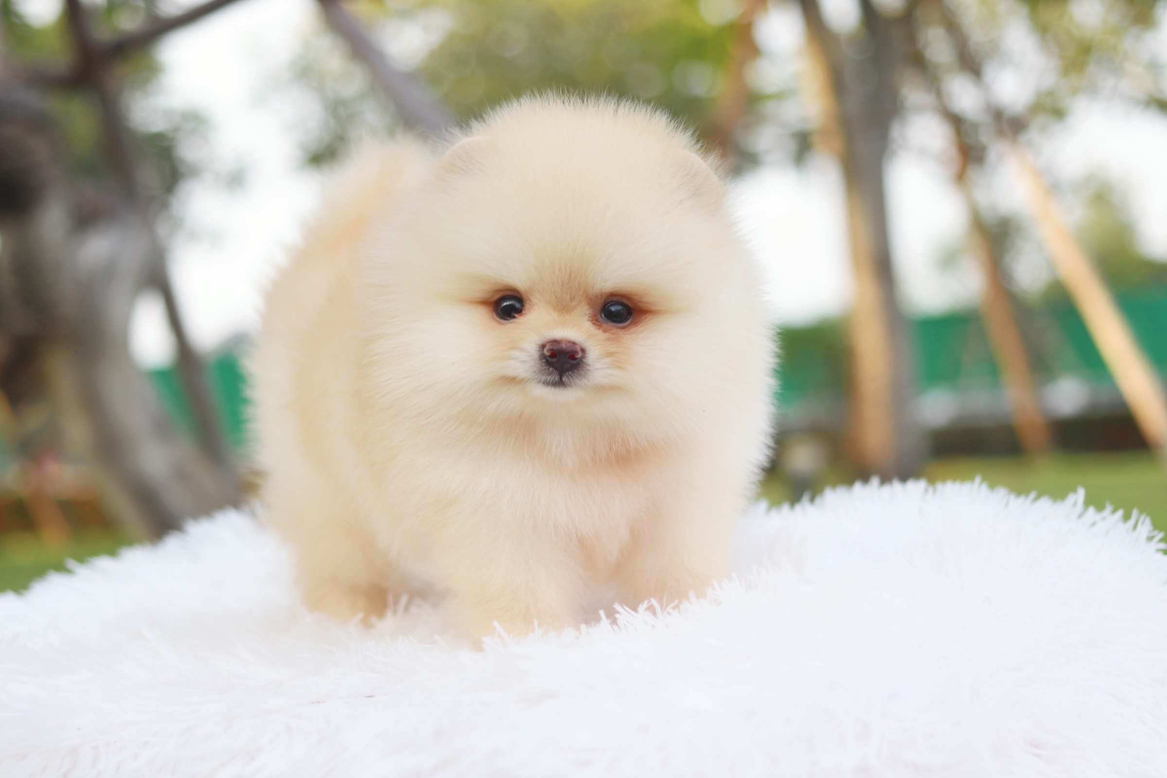 ปอมเมอเรเนียน เพศผู้ สีครีม